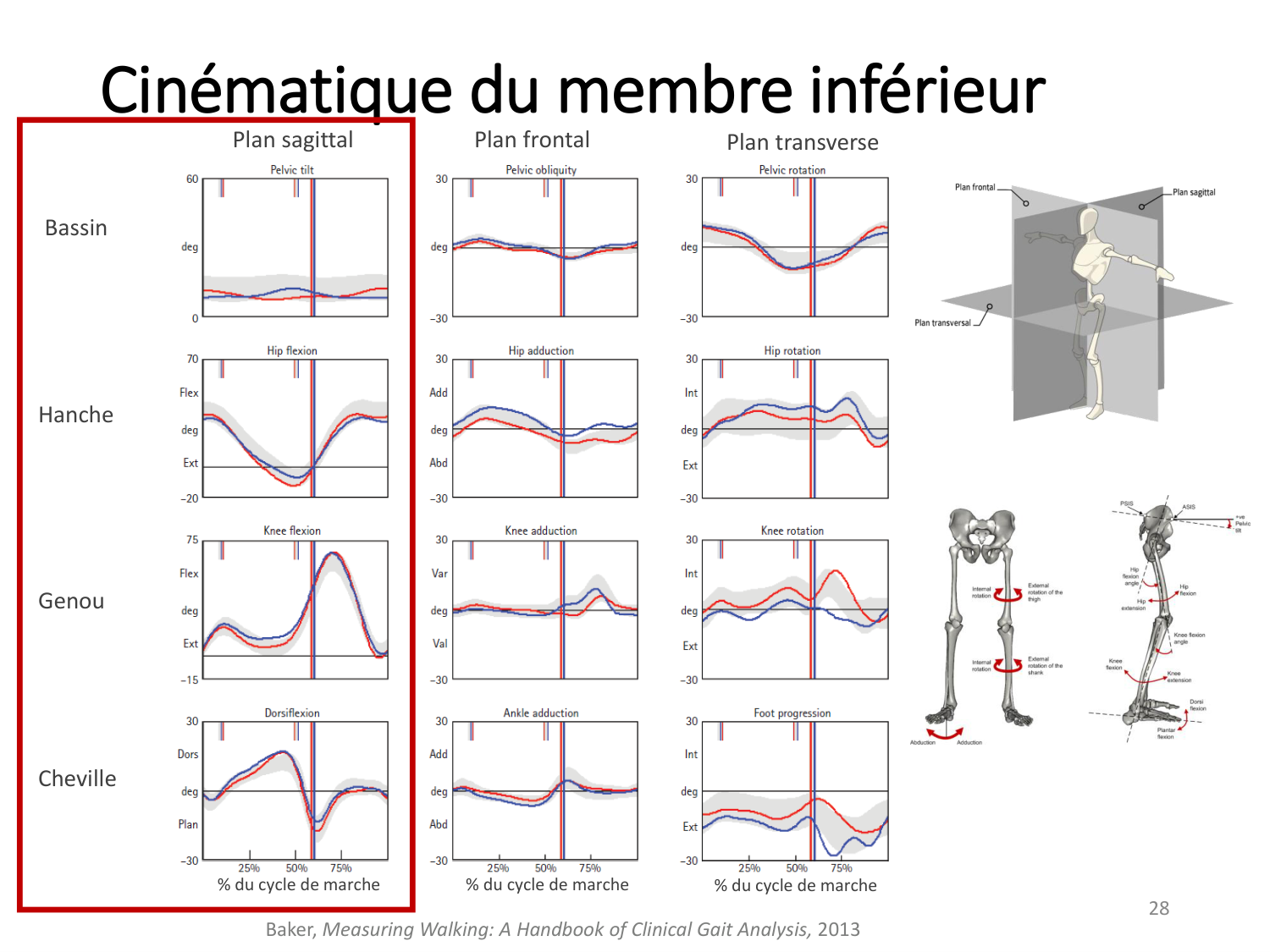 5-PhysiologieBiomecaniqueLocomotion-2026 page 28