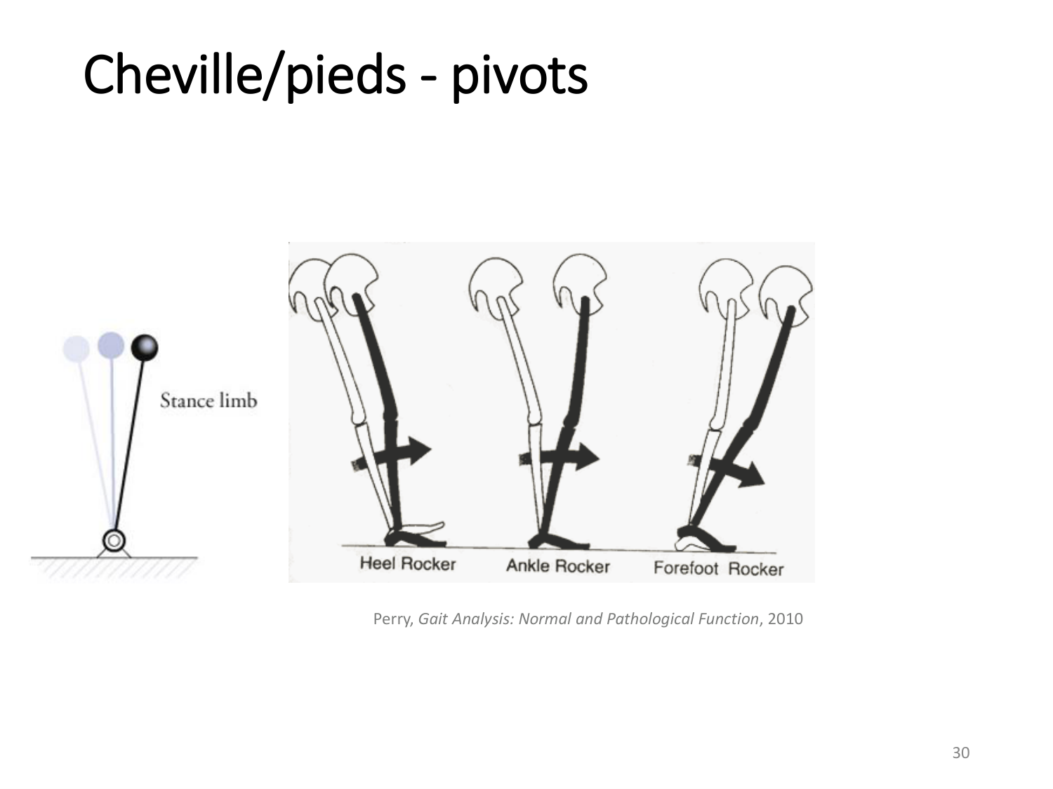 5-PhysiologieBiomecaniqueLocomotion-2026 page 30
