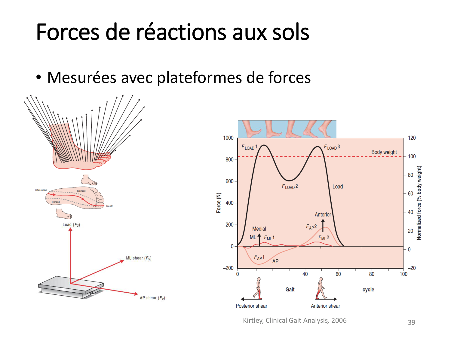 5-PhysiologieBiomecaniqueLocomotion-2026 page 39