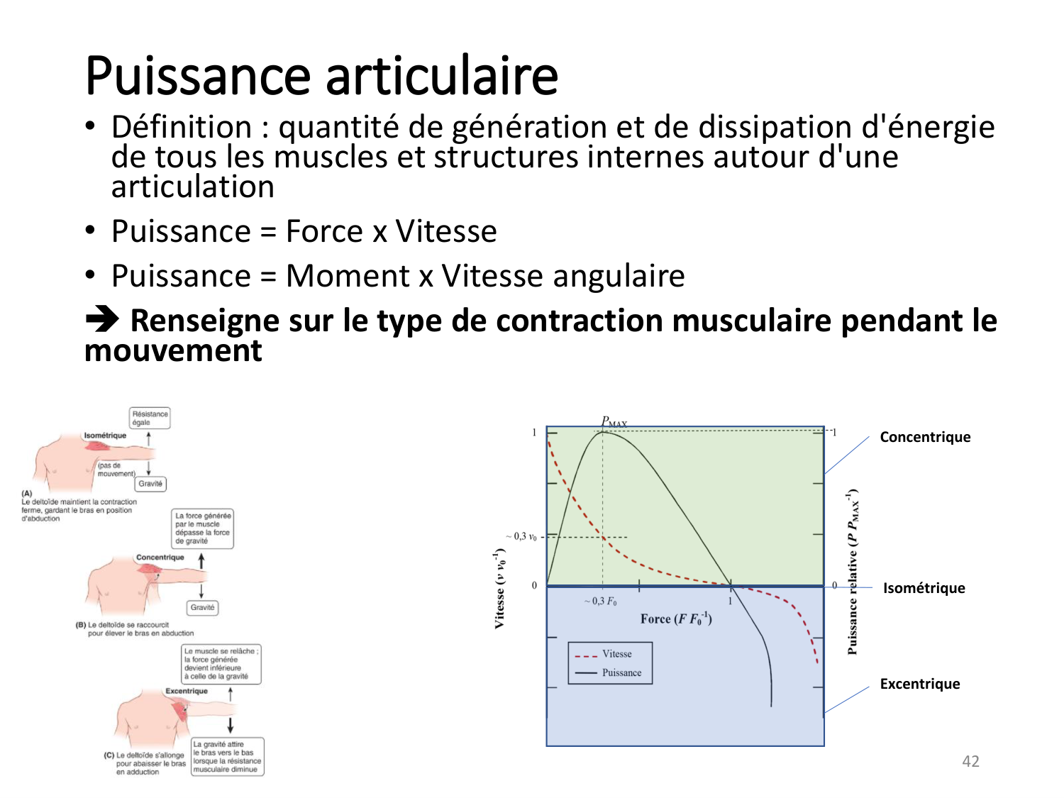 5-PhysiologieBiomecaniqueLocomotion-2026 page 42