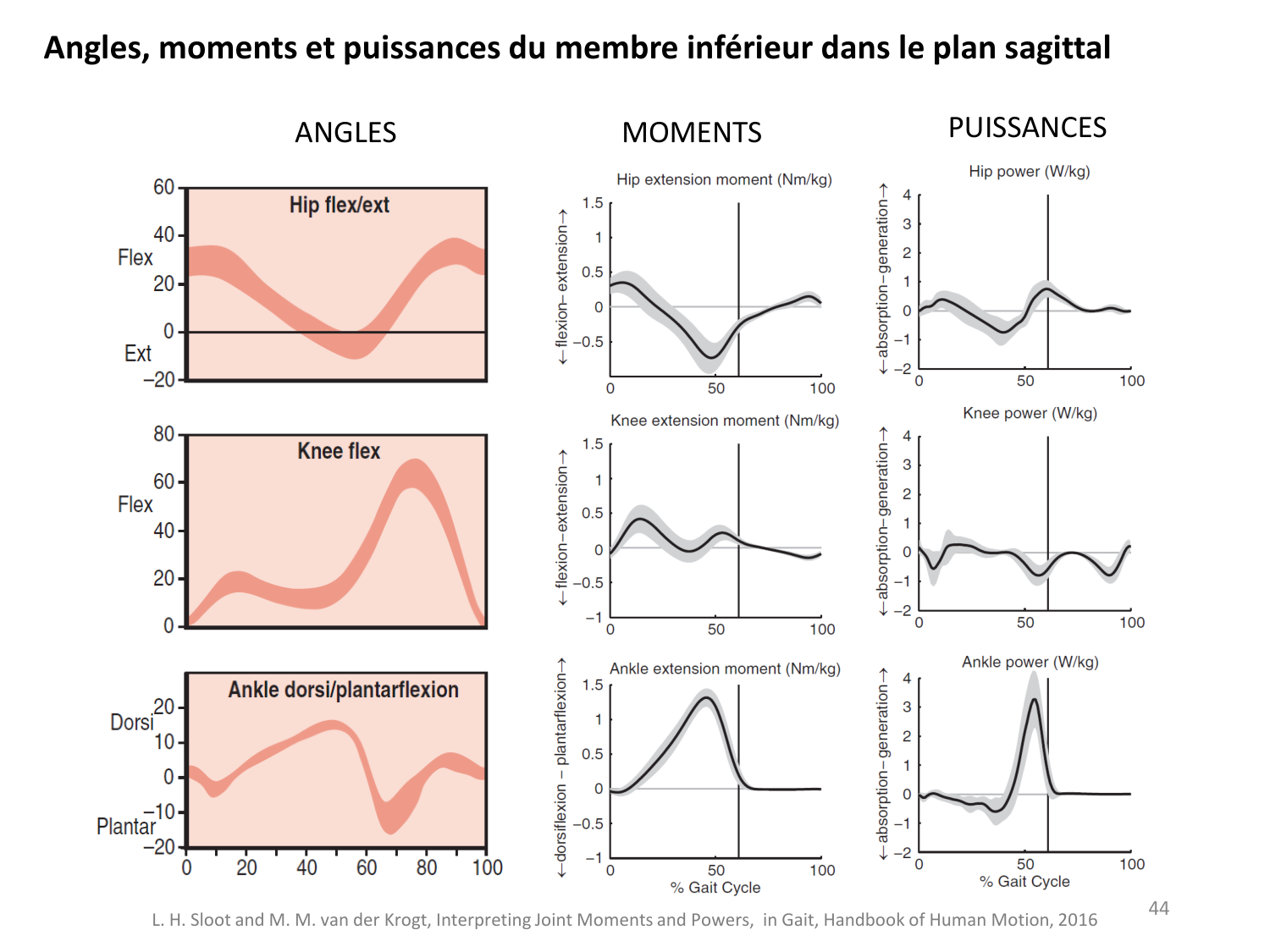 5-PhysiologieBiomecaniqueLocomotion-2026 page 44