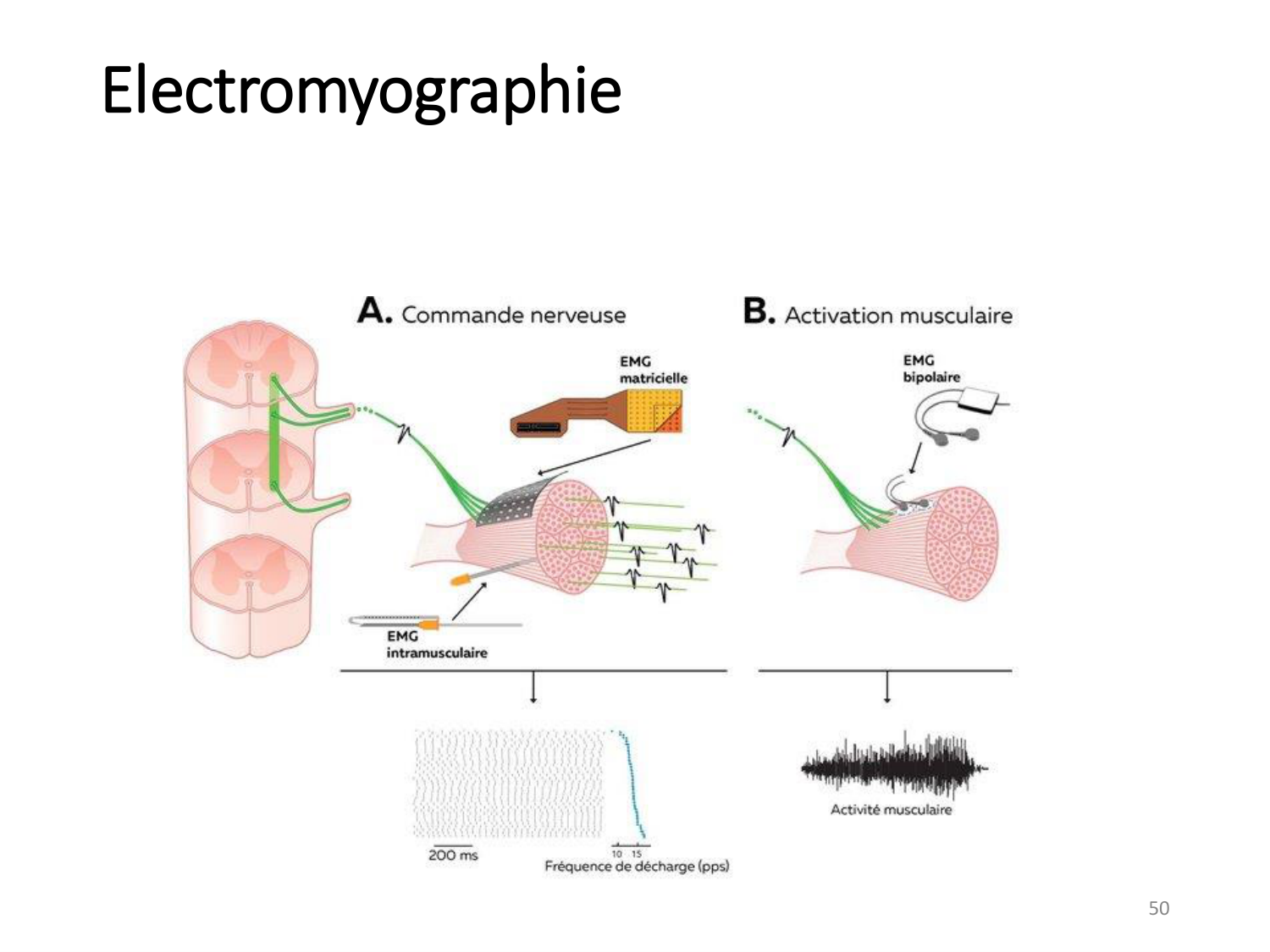 5-PhysiologieBiomecaniqueLocomotion-2026 page 49