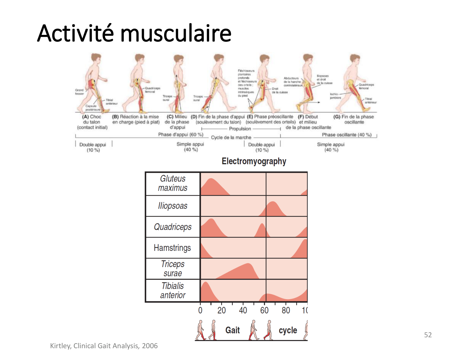 5-PhysiologieBiomecaniqueLocomotion-2026 page 51