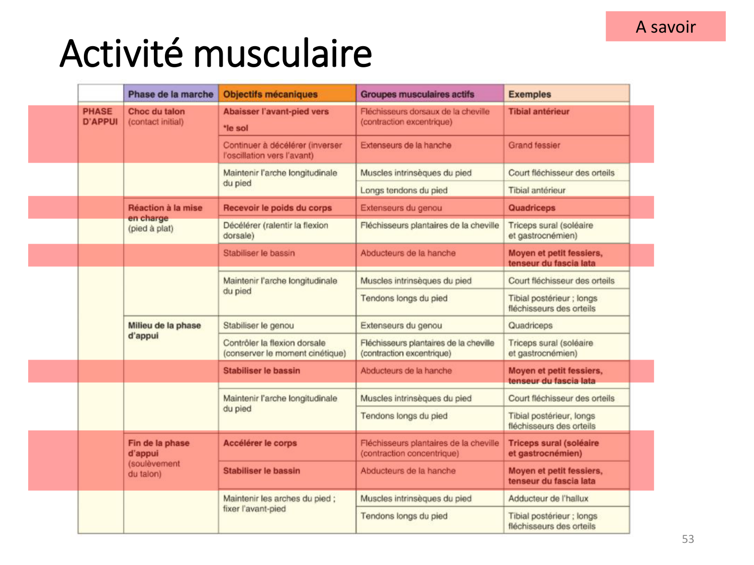 5-PhysiologieBiomecaniqueLocomotion-2026 page 52