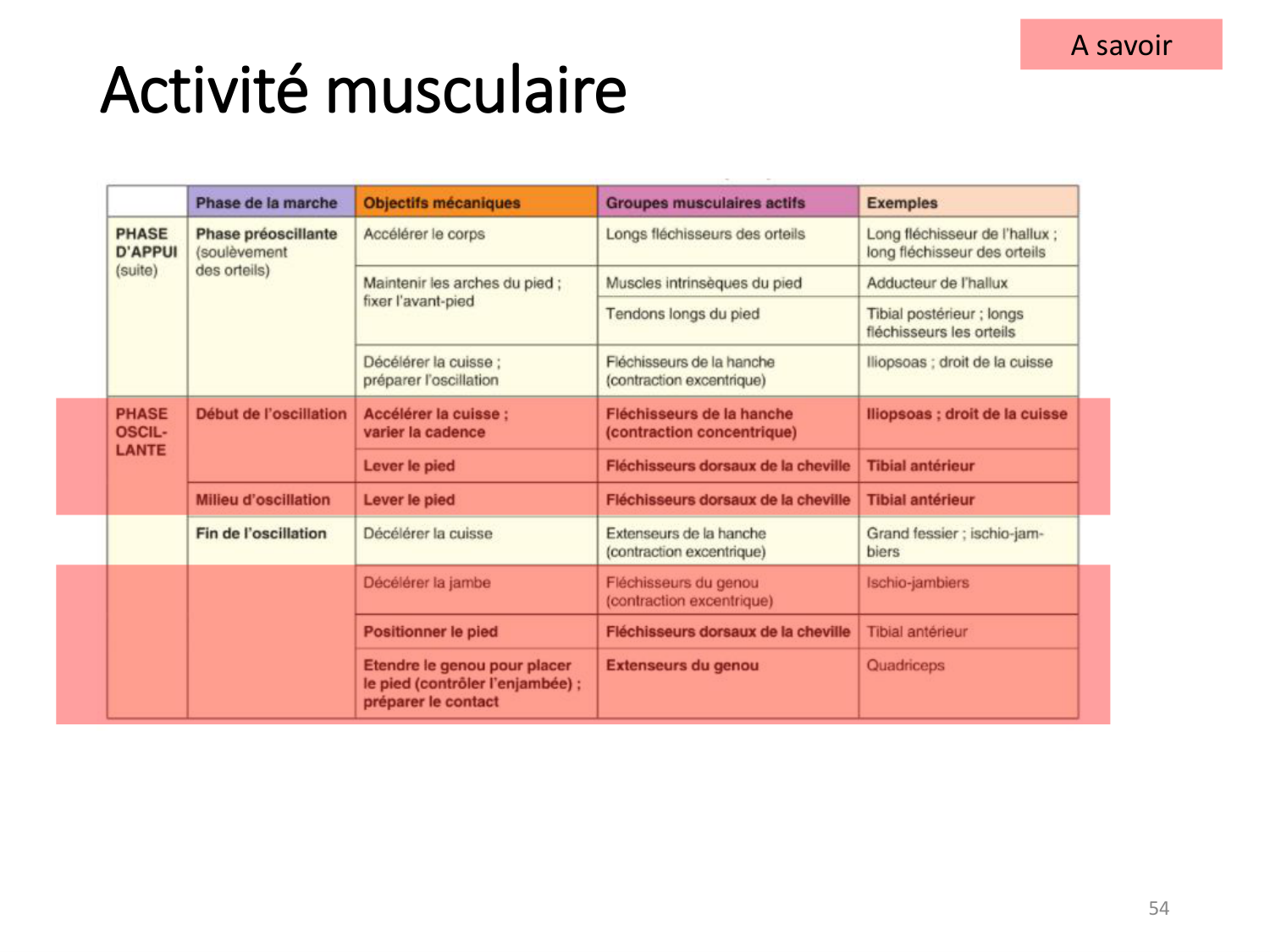 5-PhysiologieBiomecaniqueLocomotion-2026 page 53