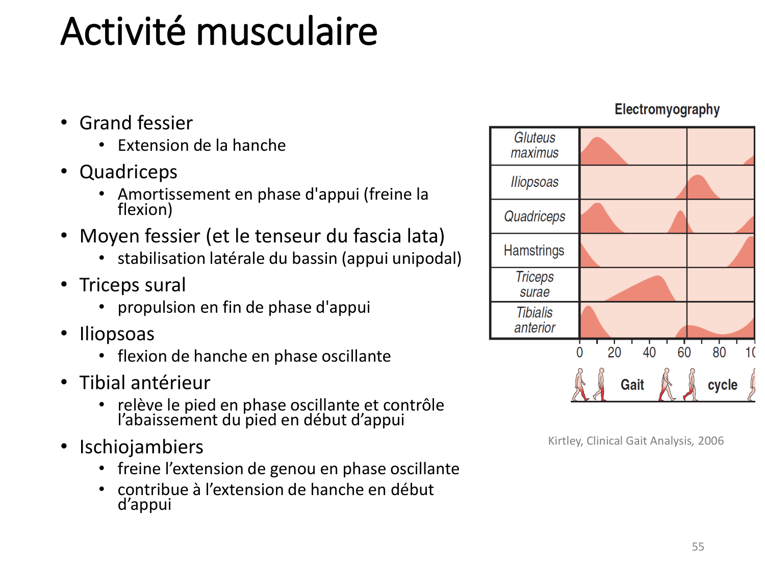 5-PhysiologieBiomecaniqueLocomotion-2026 page 54