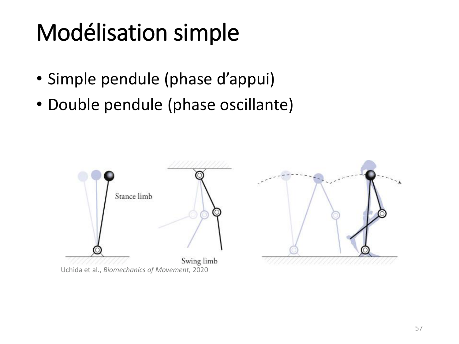 5-PhysiologieBiomecaniqueLocomotion-2026 page 56