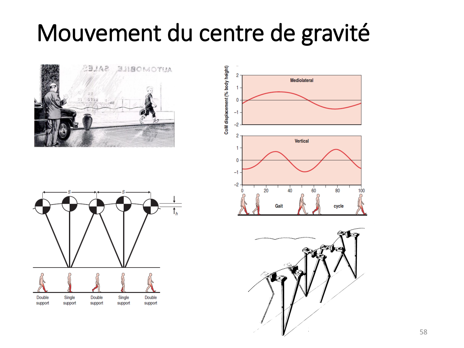 5-PhysiologieBiomecaniqueLocomotion-2026 page 57