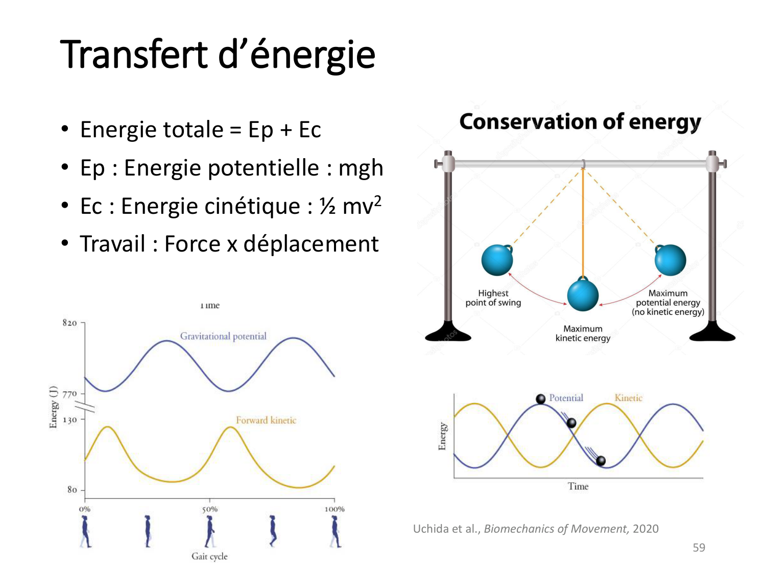 5-PhysiologieBiomecaniqueLocomotion-2026 page 58