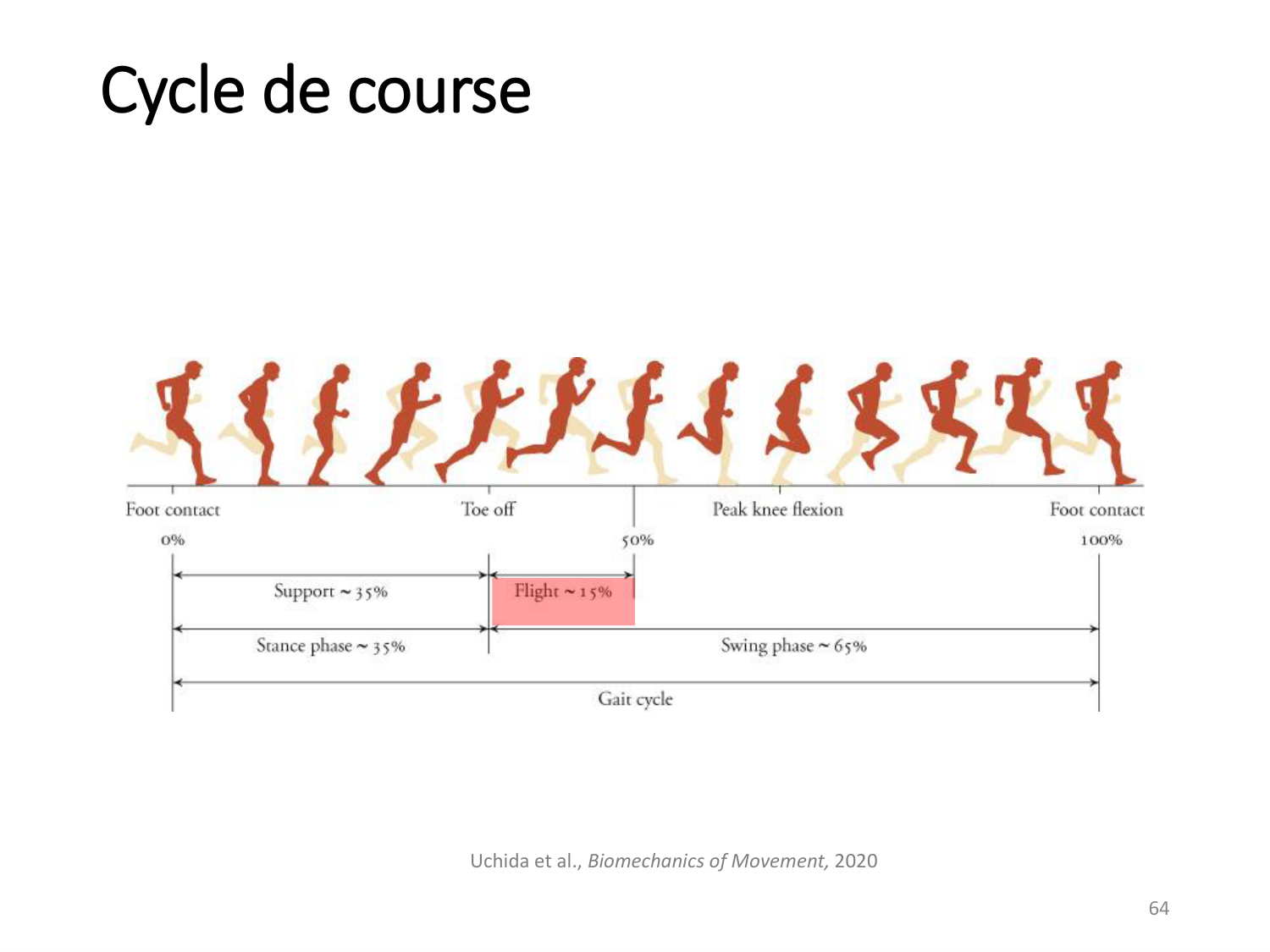 5-PhysiologieBiomecaniqueLocomotion-2026 page 63