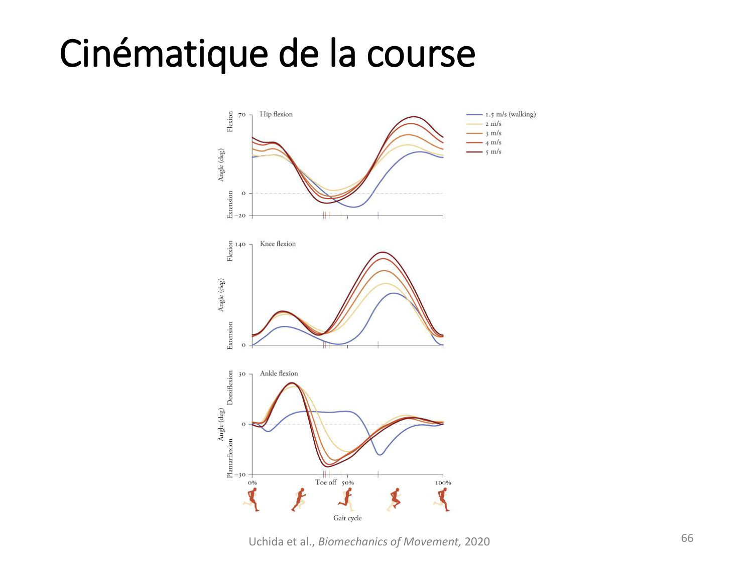 5-PhysiologieBiomecaniqueLocomotion-2026 page 65