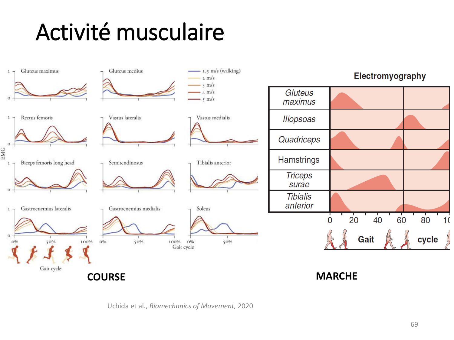 5-PhysiologieBiomecaniqueLocomotion-2026 page 68