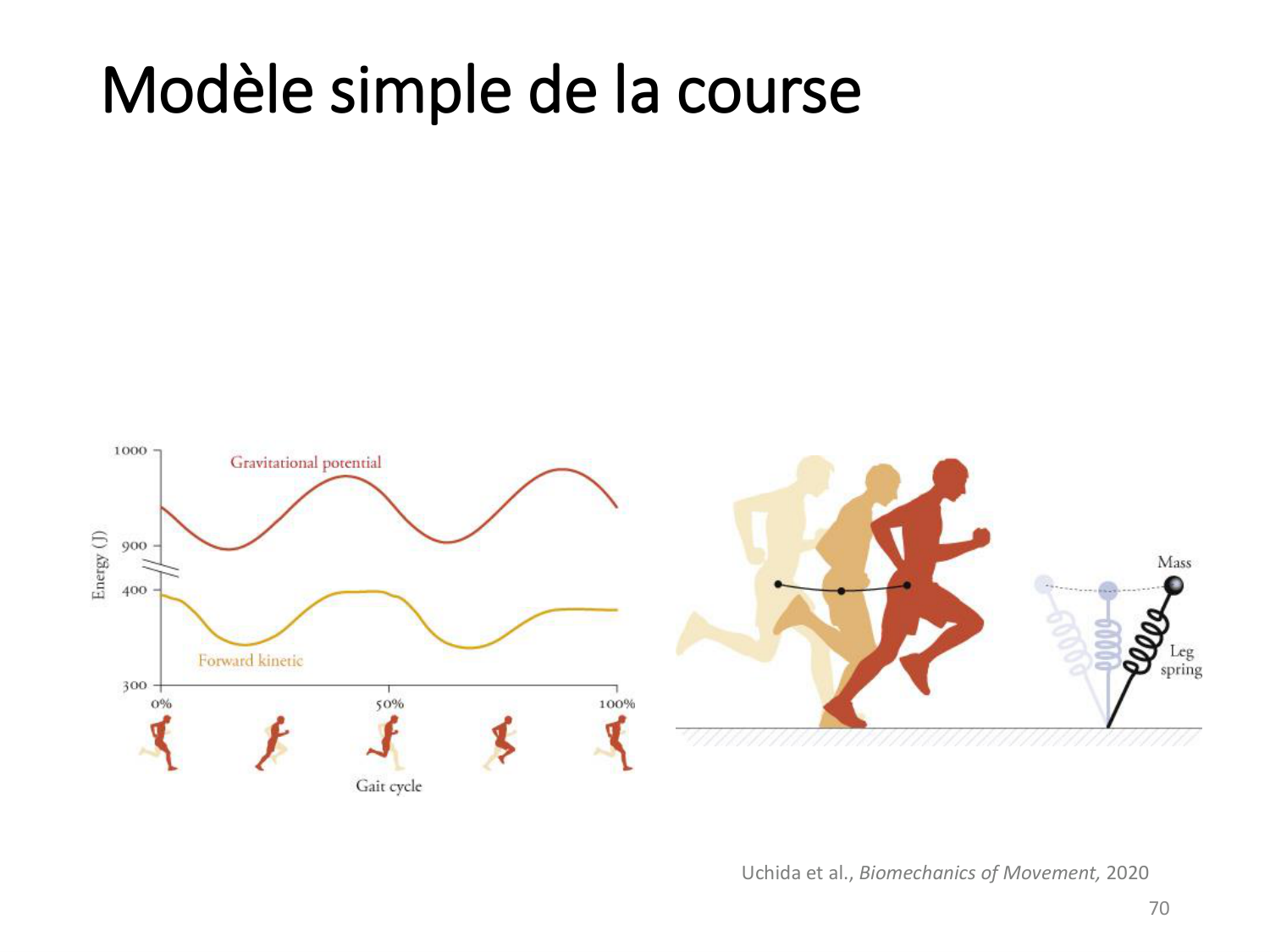 5-PhysiologieBiomecaniqueLocomotion-2026 page 69