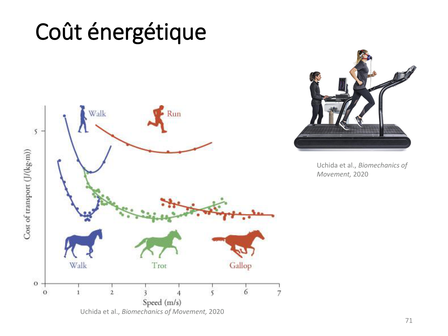 5-PhysiologieBiomecaniqueLocomotion-2026 page 70