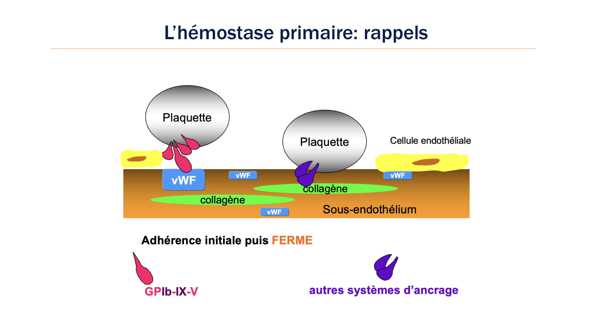BA1 2026 maladie de lhémostase 3 page 3