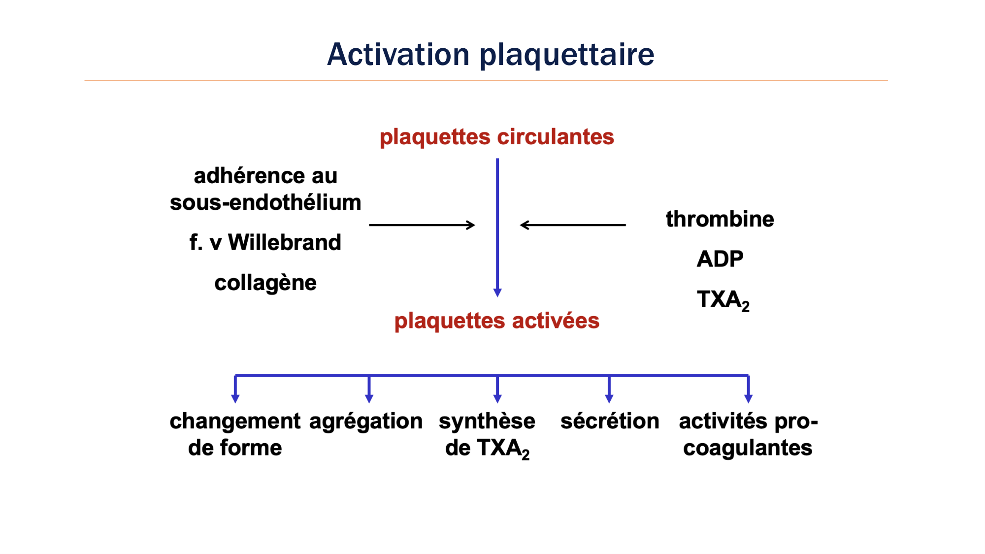 BA1 2026 maladie de lhémostase 3 page 4