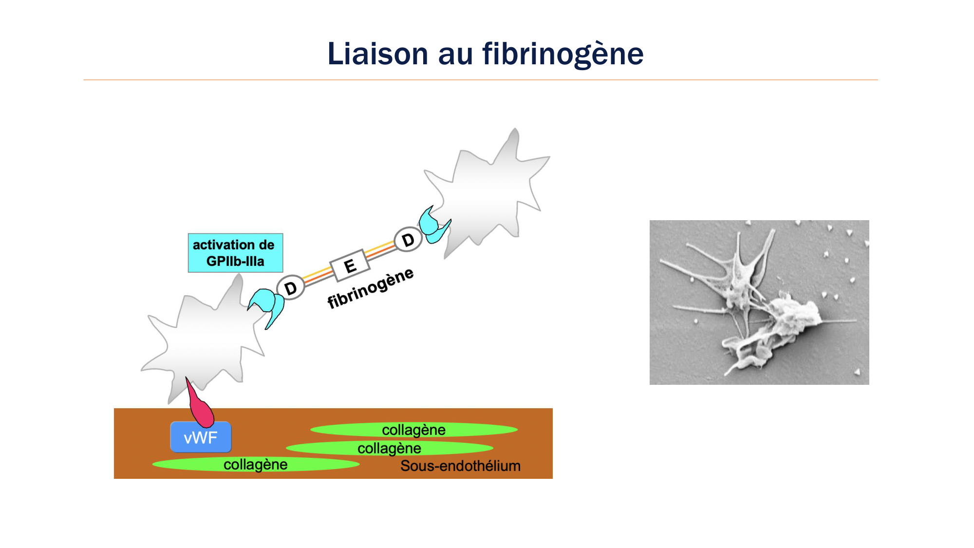 BA1 2026 maladie de lhémostase 3 page 5