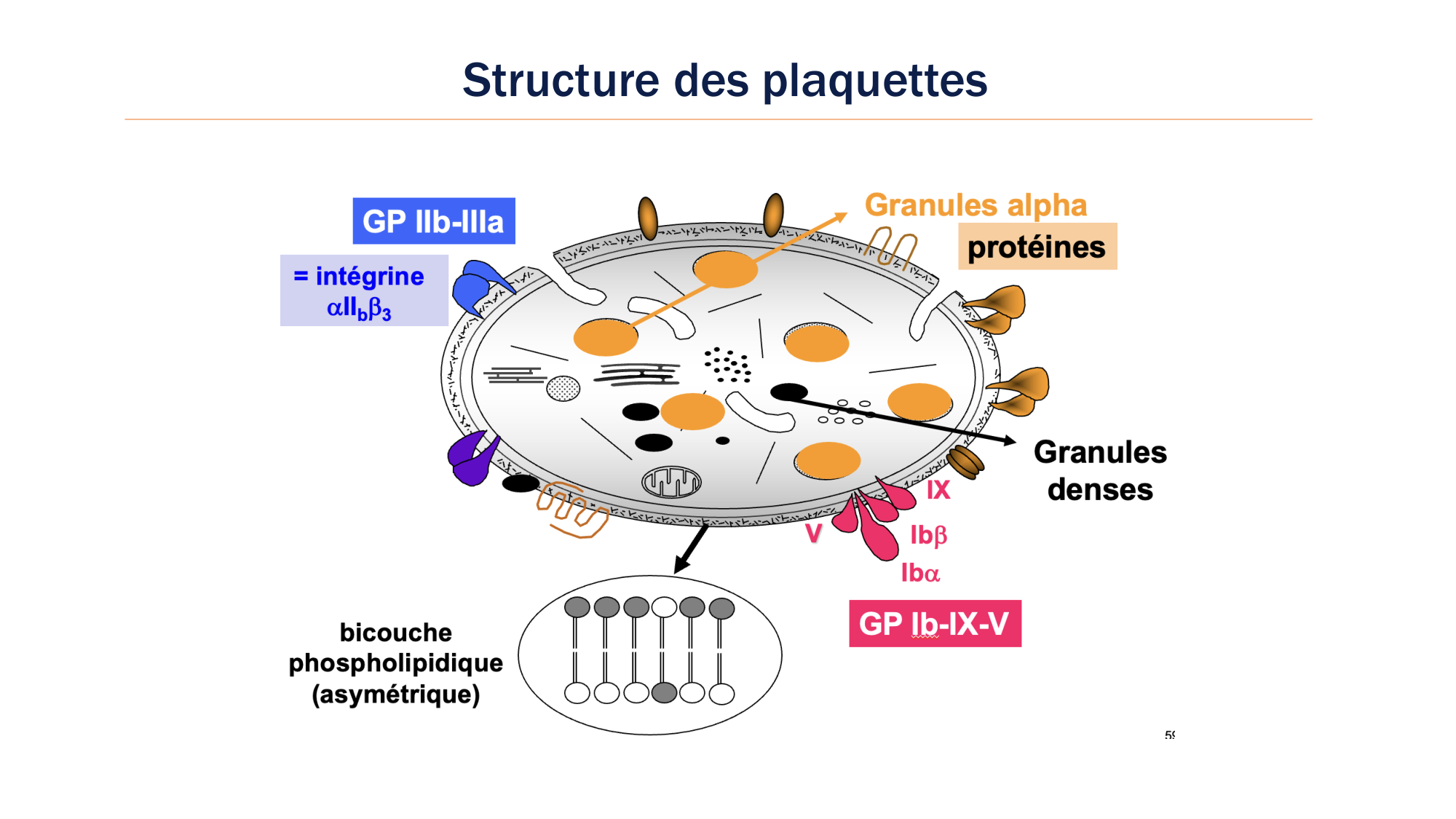 BA1 2026 maladie de lhémostase 3 page 6