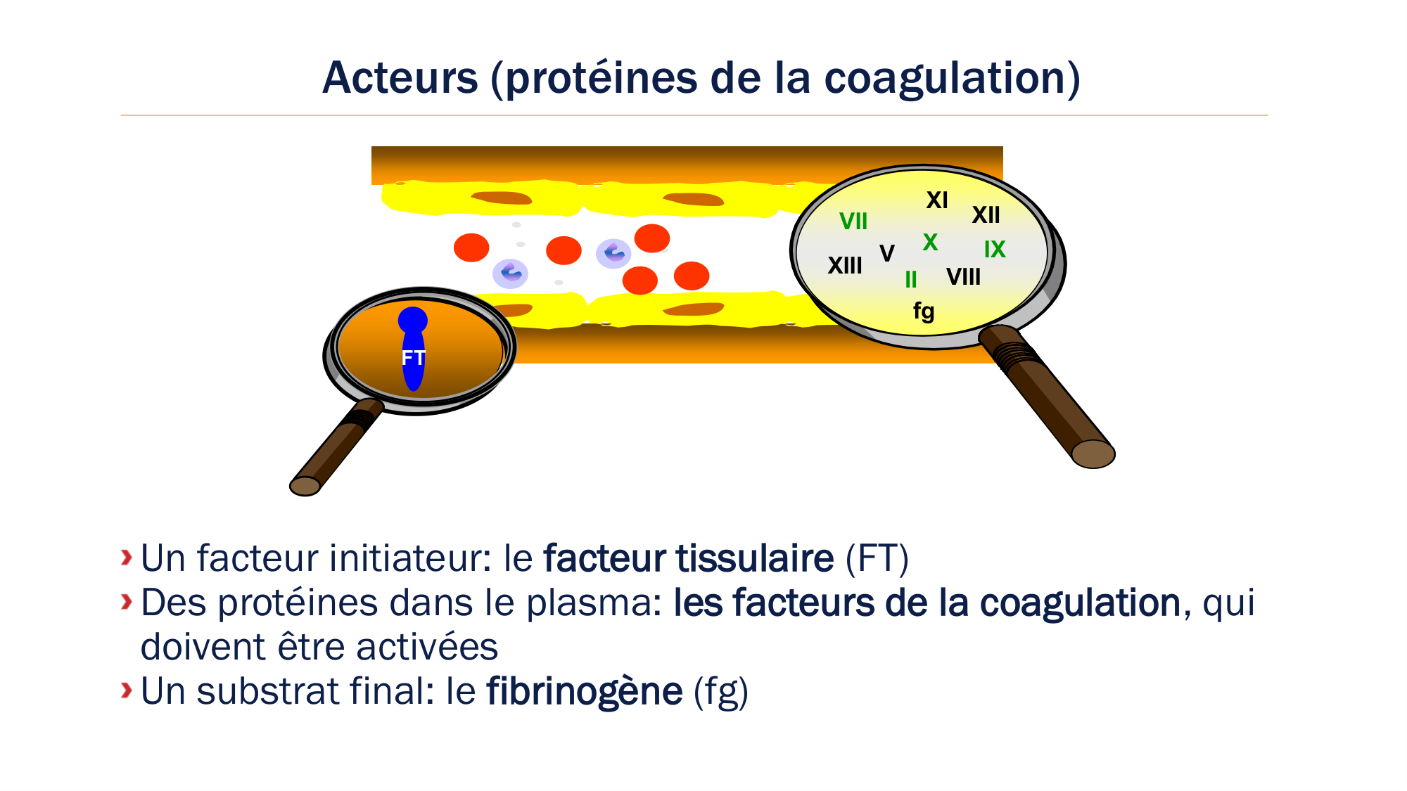 BA1 2026 maladie de lhémostase 3 page 14
