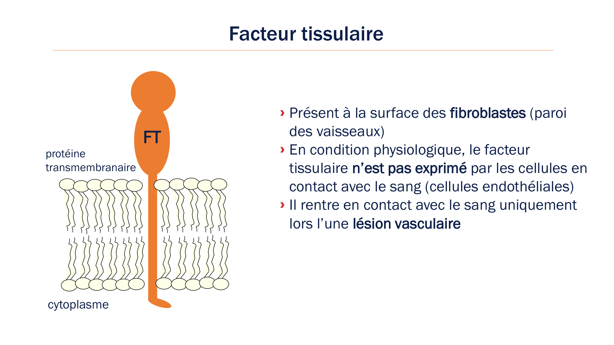 BA1 2026 maladie de lhémostase 3 page 15