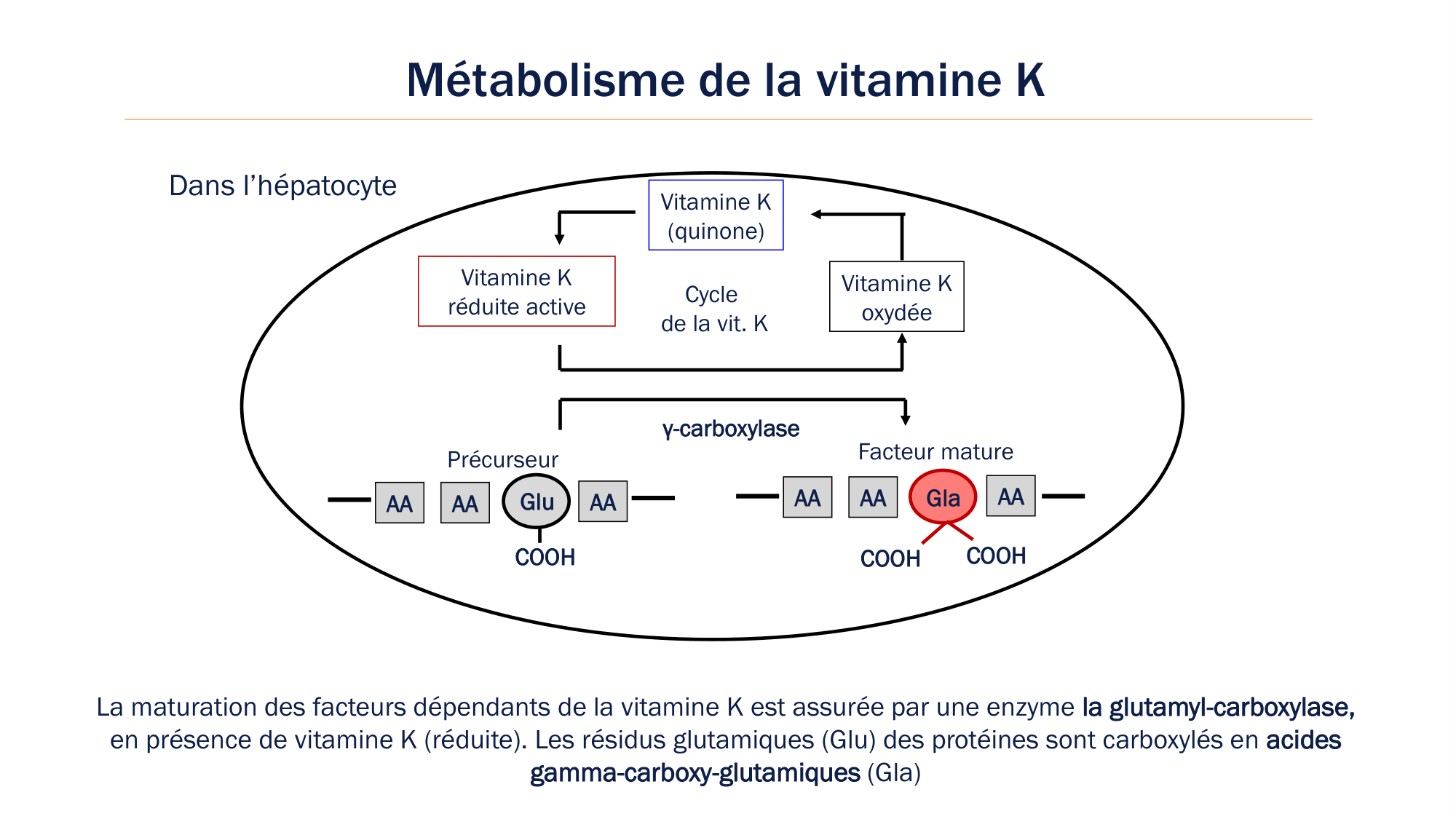 BA1 2026 maladie de lhémostase 3 page 22