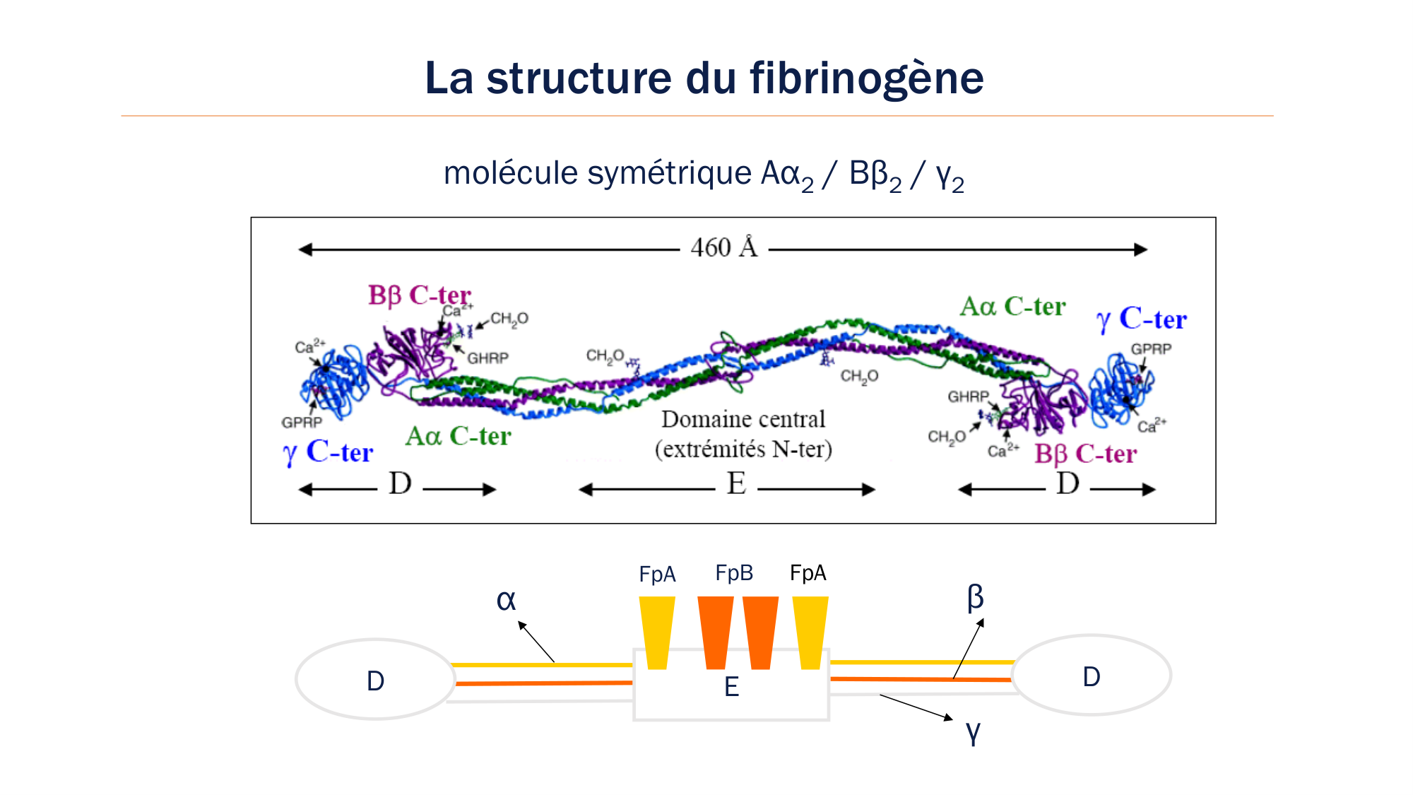 BA1 2026 maladie de lhémostase 3 page 24