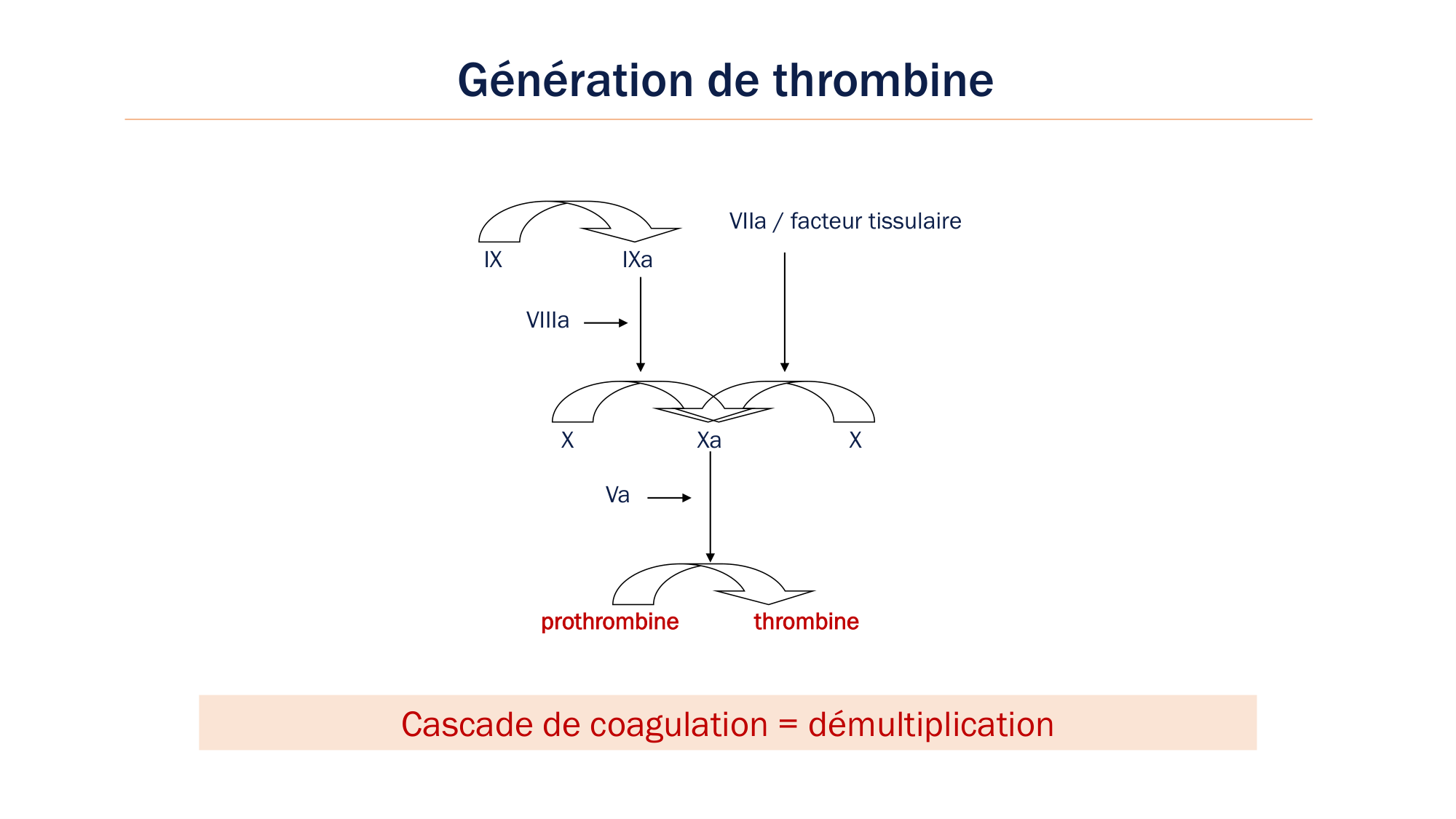 BA1 2026 maladie de lhémostase 3 page 28