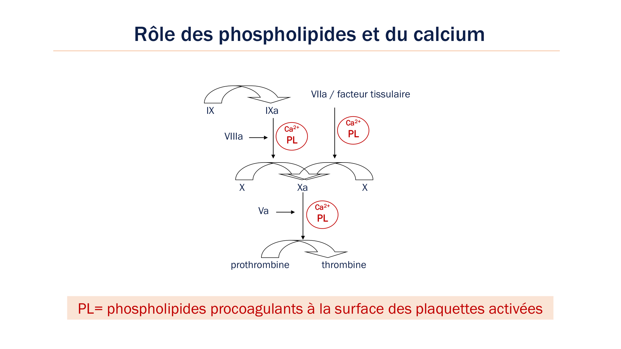 BA1 2026 maladie de lhémostase 3 page 29