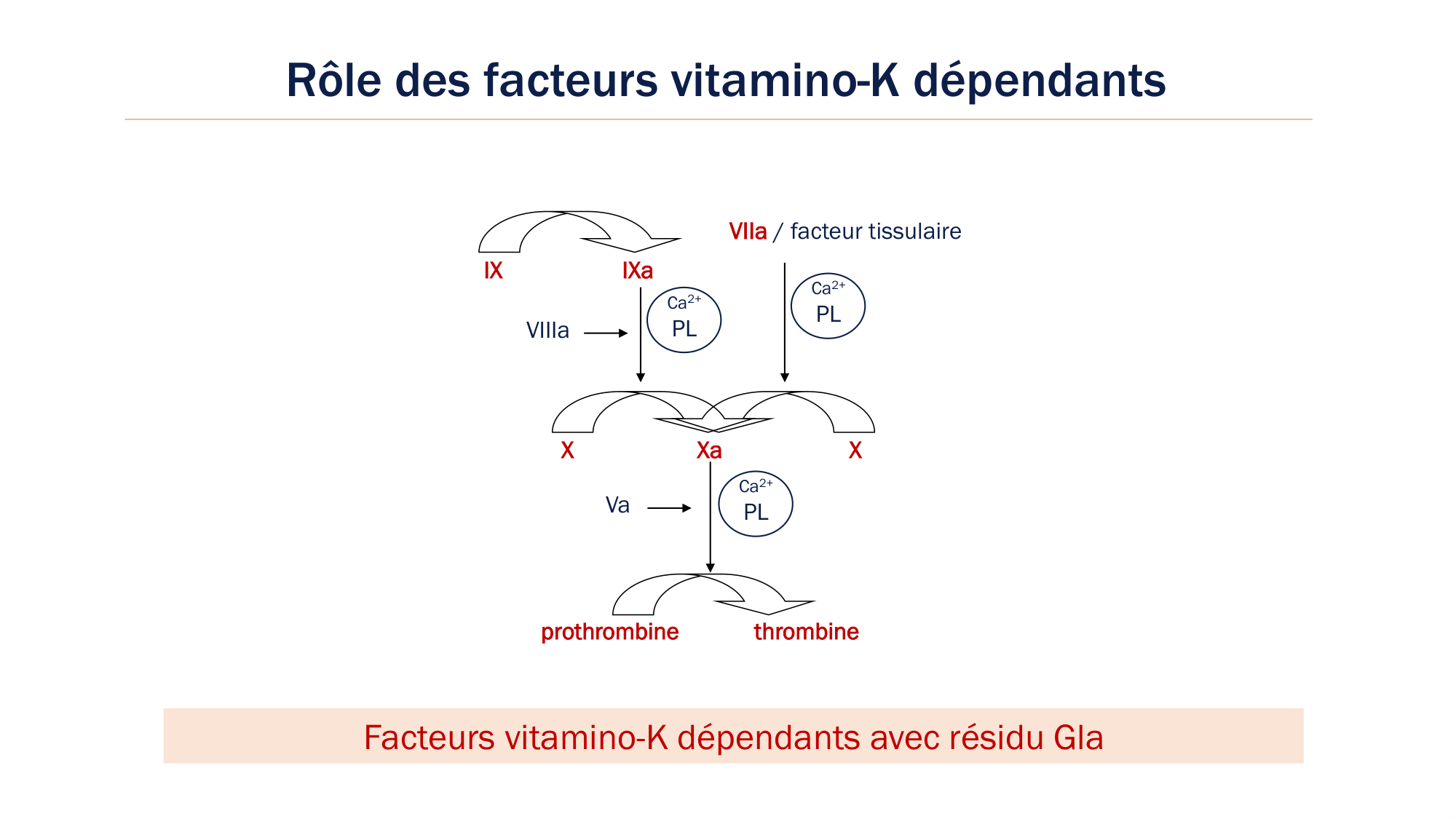 BA1 2026 maladie de lhémostase 3 page 30
