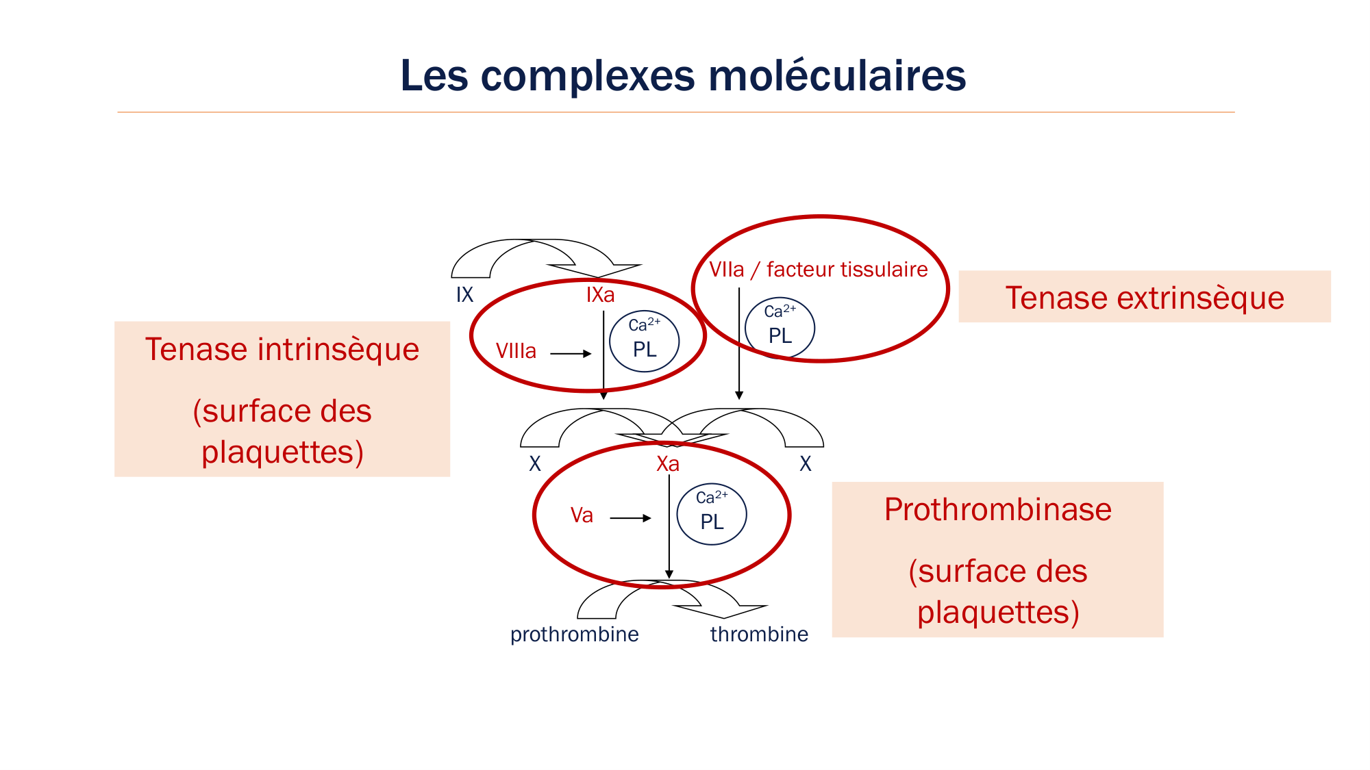 BA1 2026 maladie de lhémostase 3 page 31