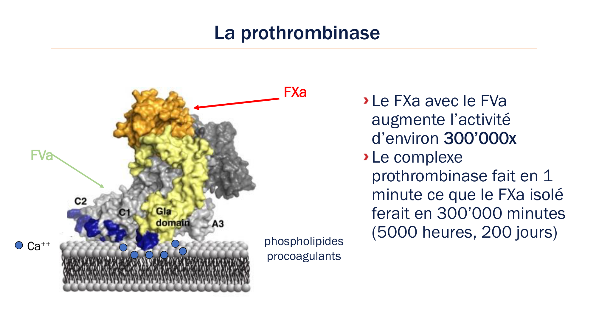 BA1 2026 maladie de lhémostase 3 page 32