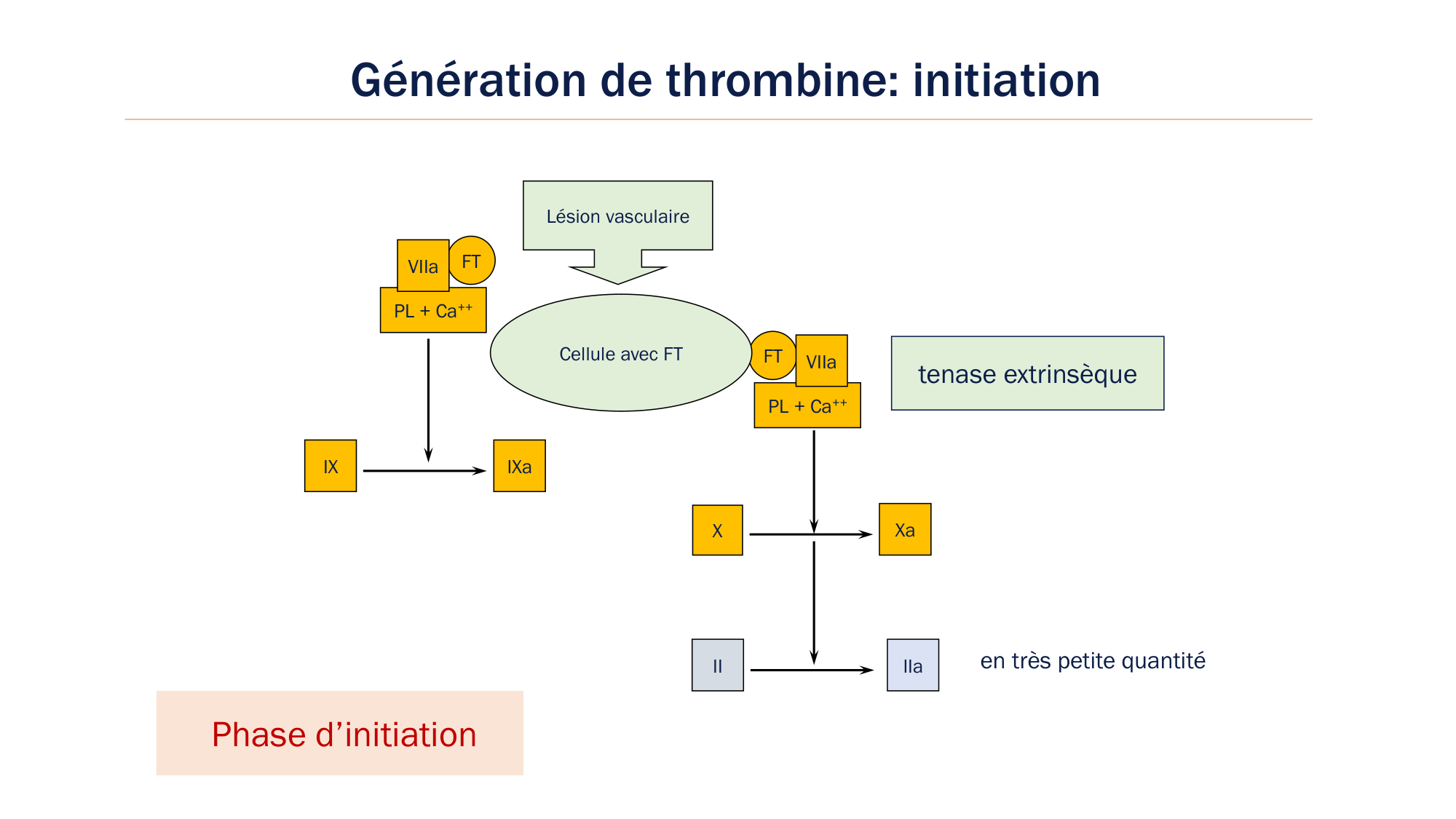 BA1 2026 maladie de lhémostase 3 page 33