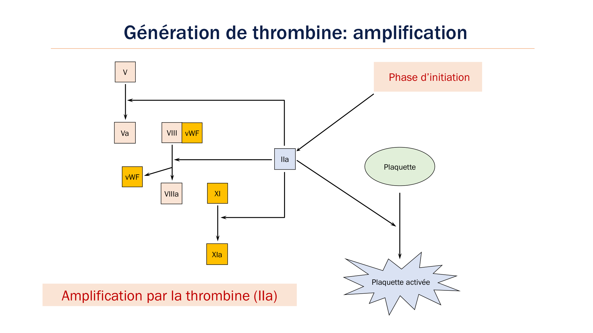 BA1 2026 maladie de lhémostase 3 page 34