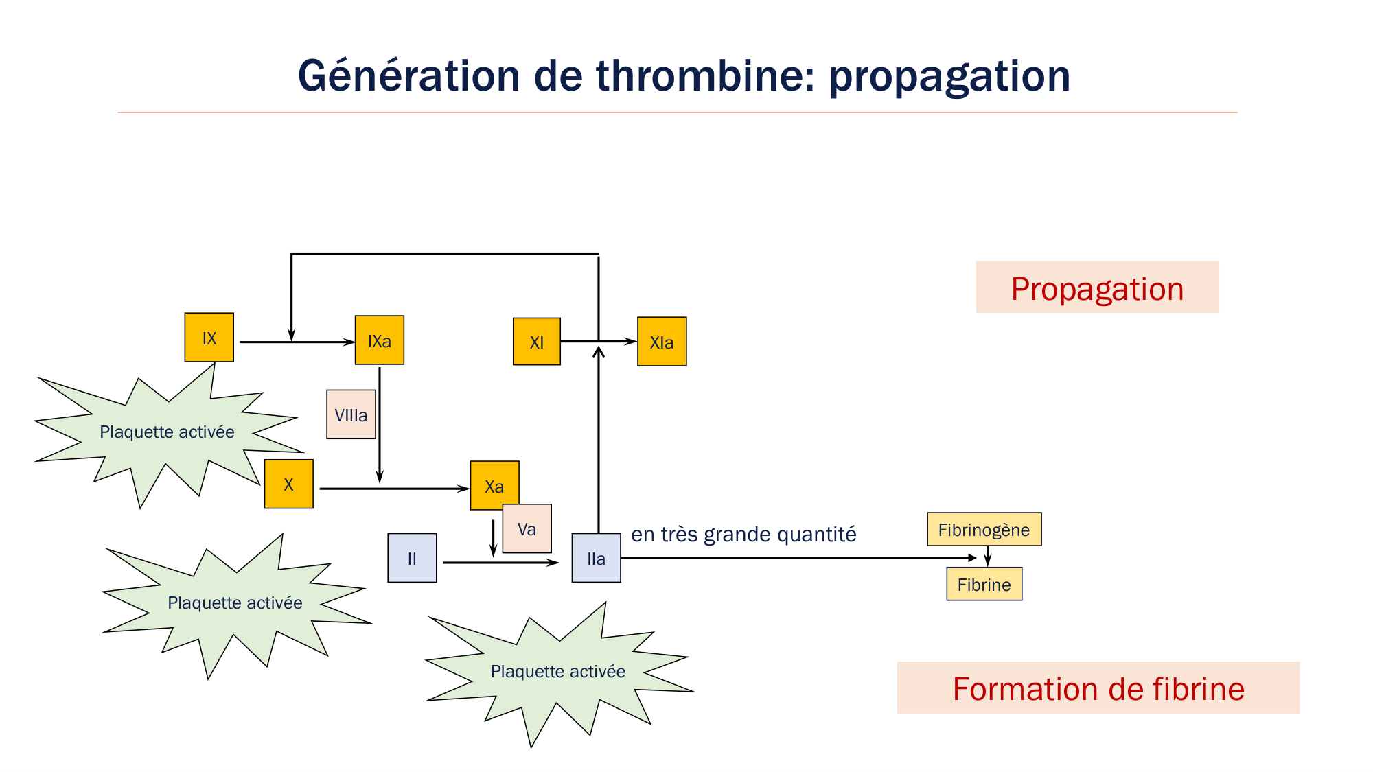 BA1 2026 maladie de lhémostase 3 page 35