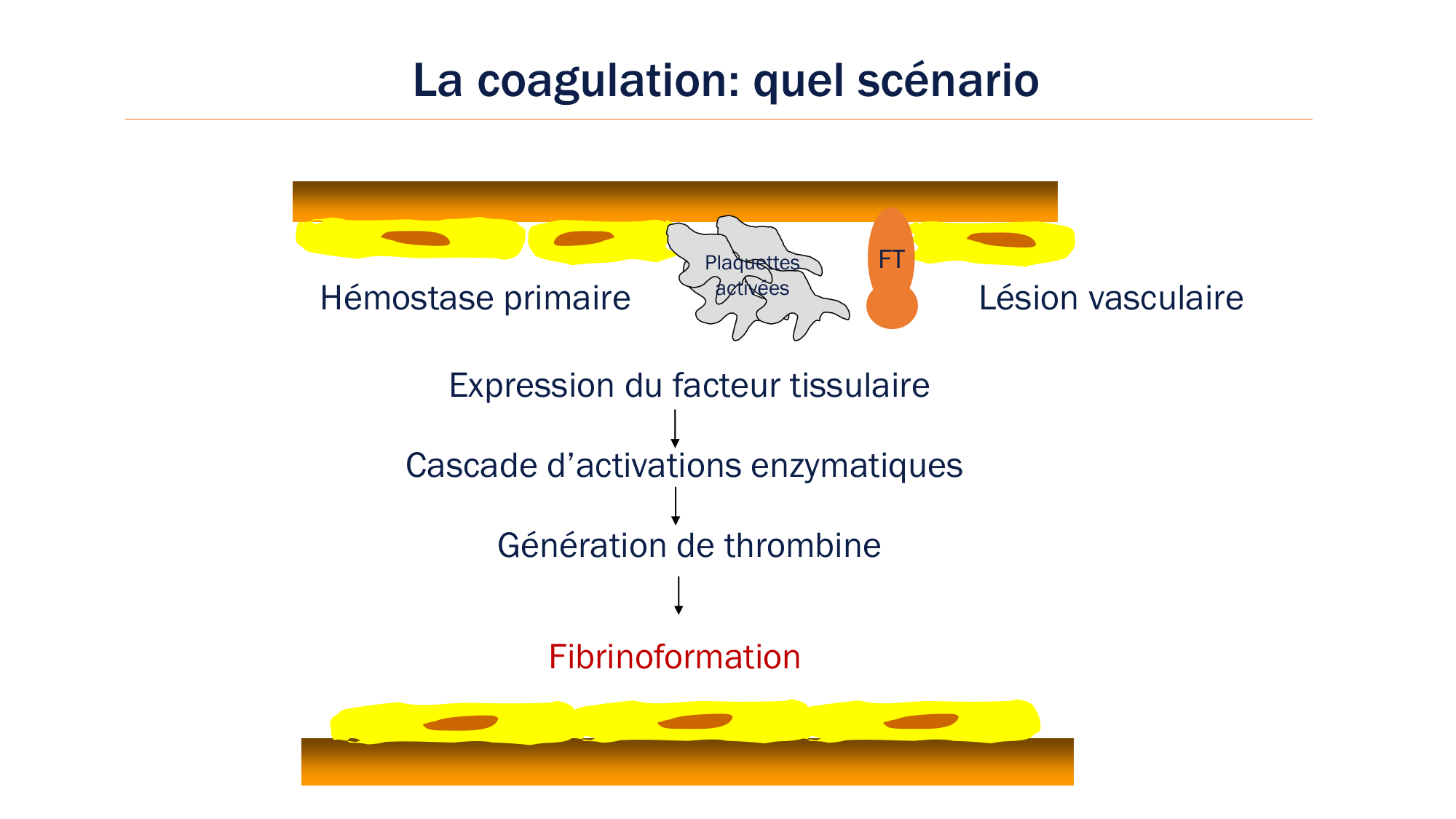 BA1 2026 maladie de lhémostase 3 page 36