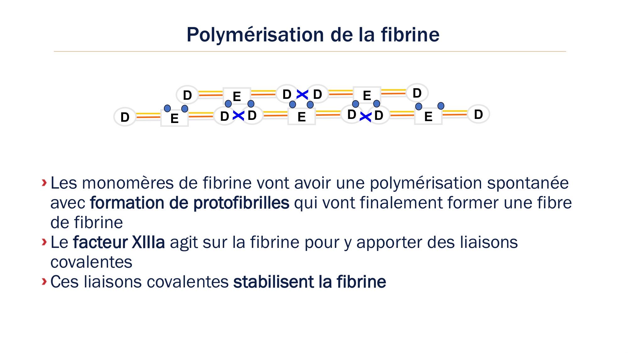 BA1 2026 maladie de lhémostase 3 page 38