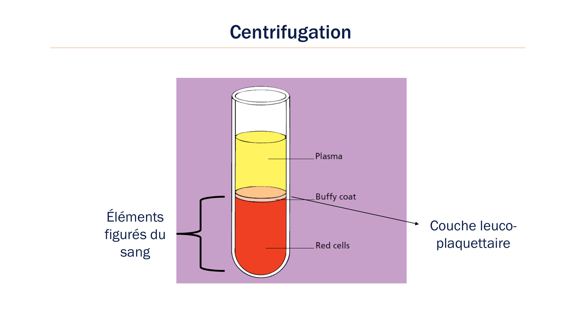 BA1 2026 maladie de lhémostase 3 page 51