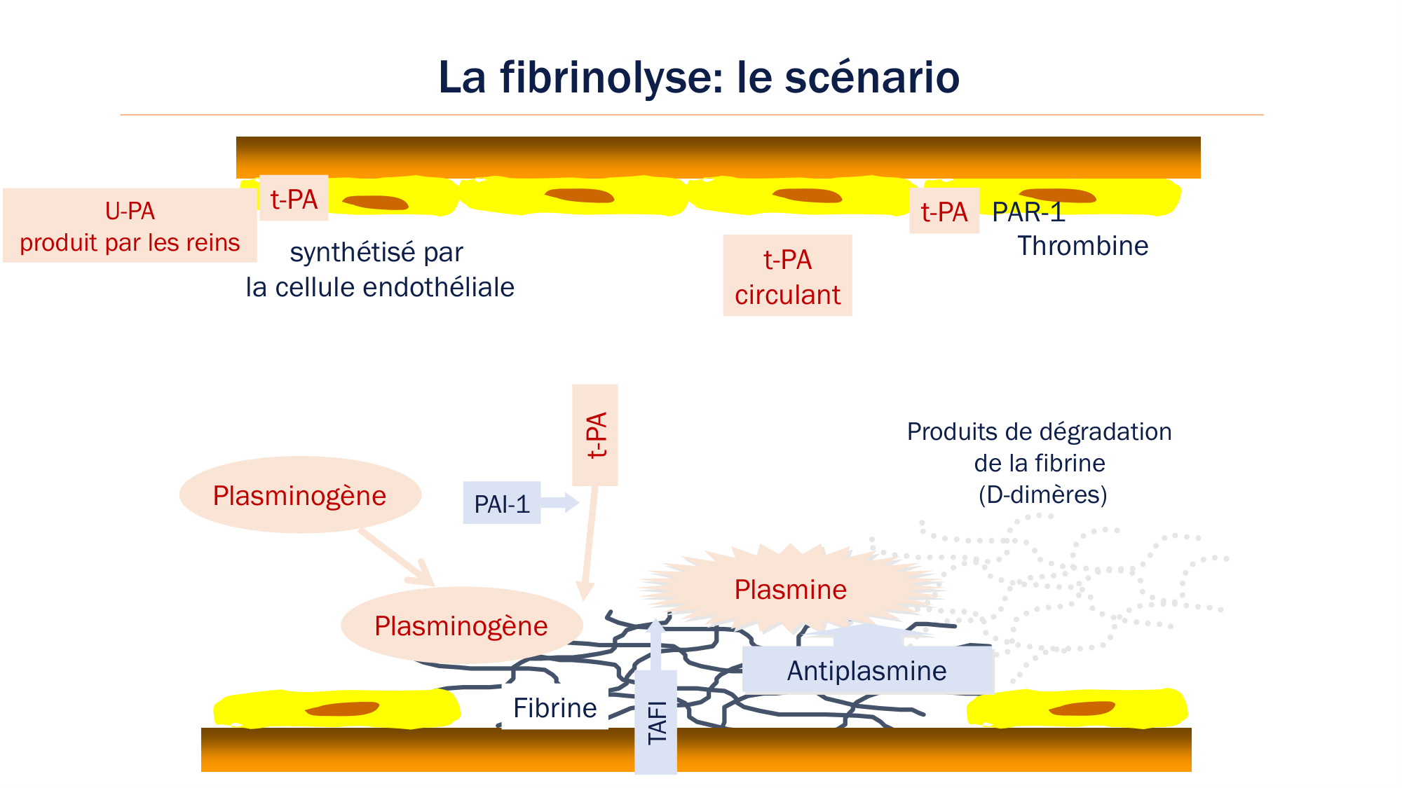 BA1 2026 maladie de lhémostase 3 page 74