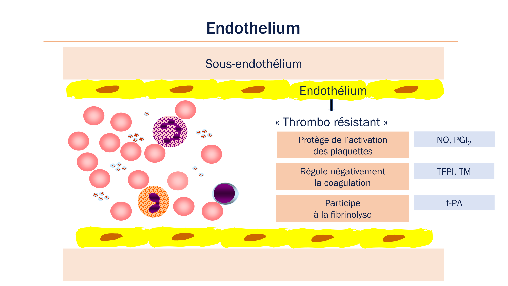BA1 2026 maladie de lhémostase 3 page 97