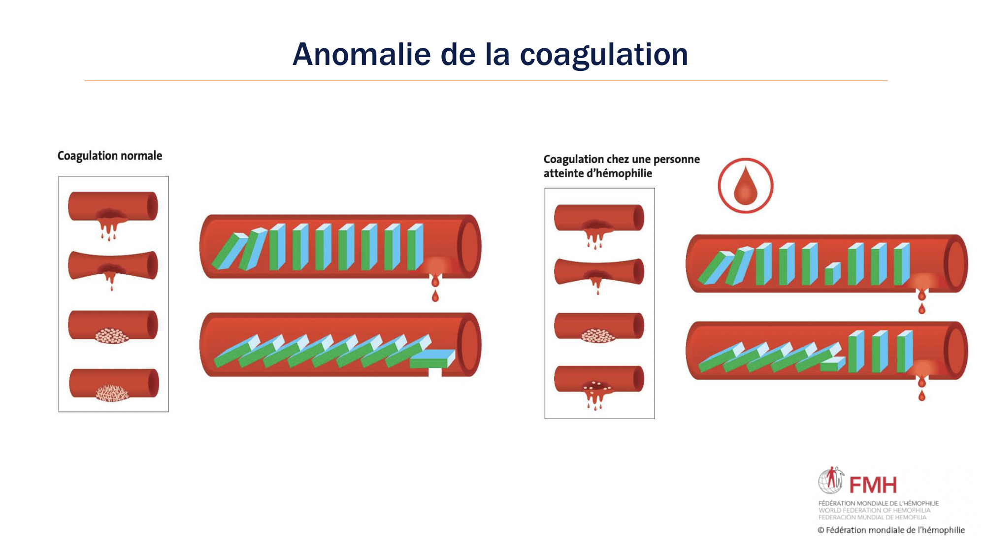 BA1 2026 maladie de lhémostase 3 page 101