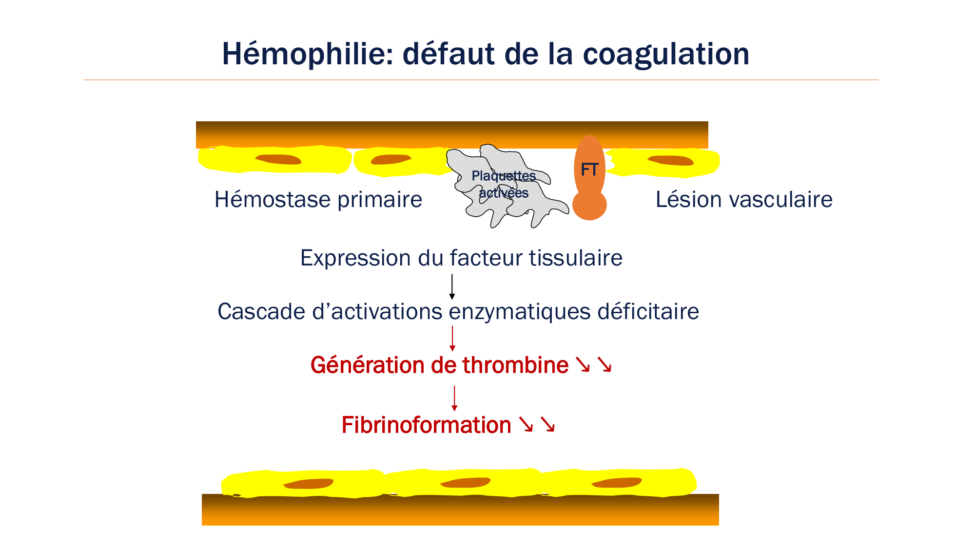 BA1 2026 maladie de lhémostase 3 page 102