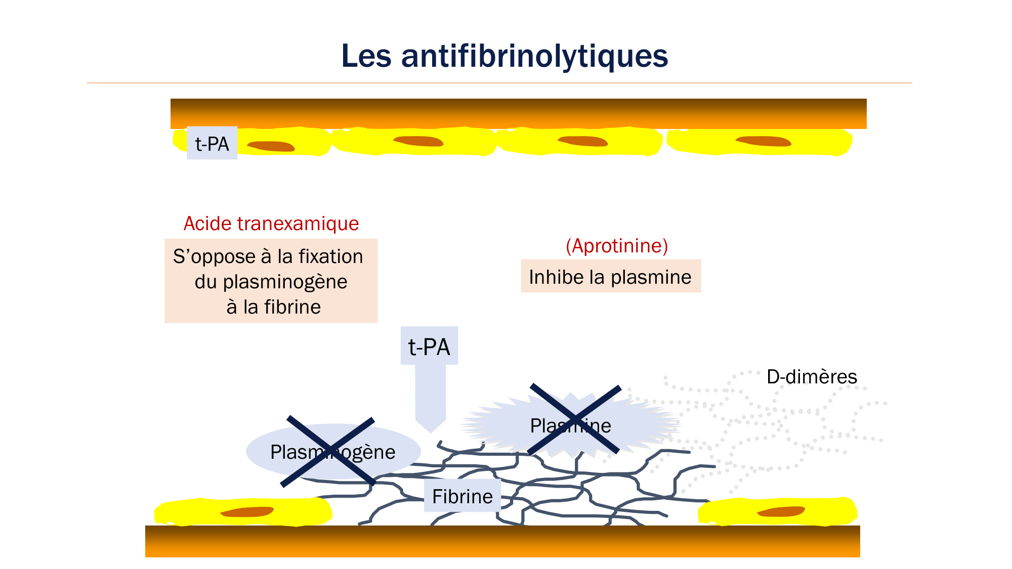 BA1 2026 maladie de lhémostase 3 page 117