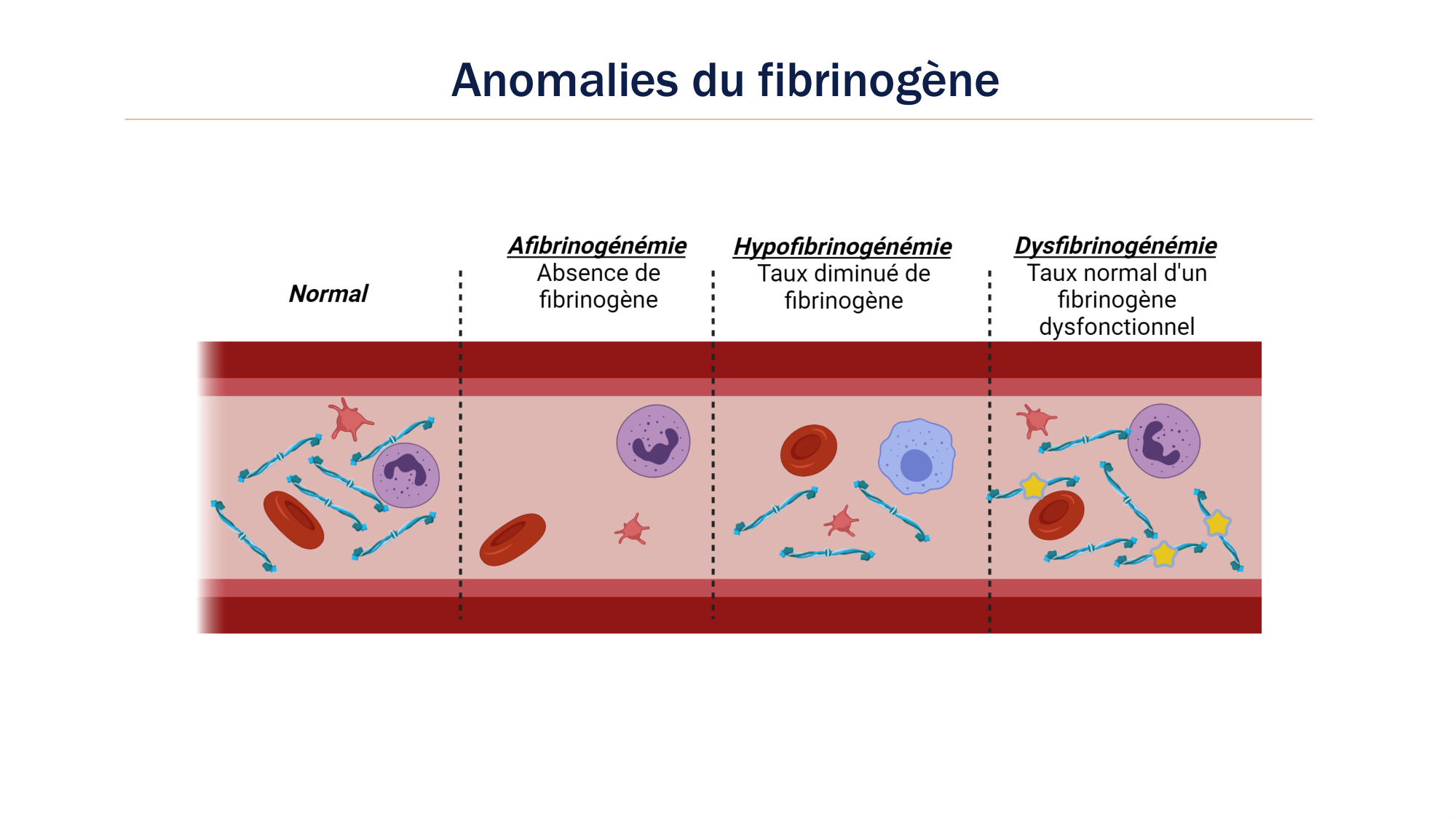BA1 2026 maladie de lhémostase 3 page 123