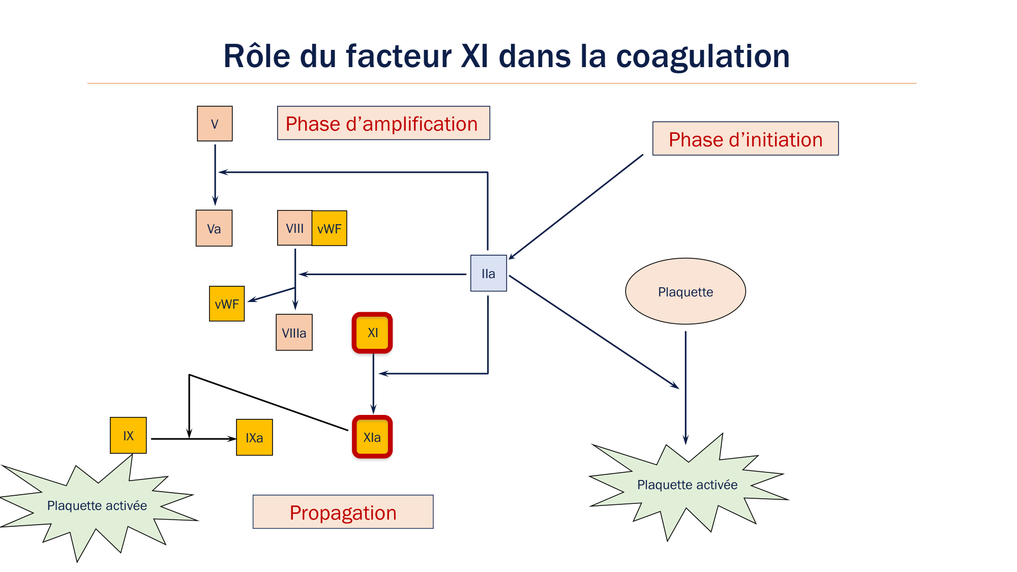 BA1 2026 maladie de lhémostase 3 page 125