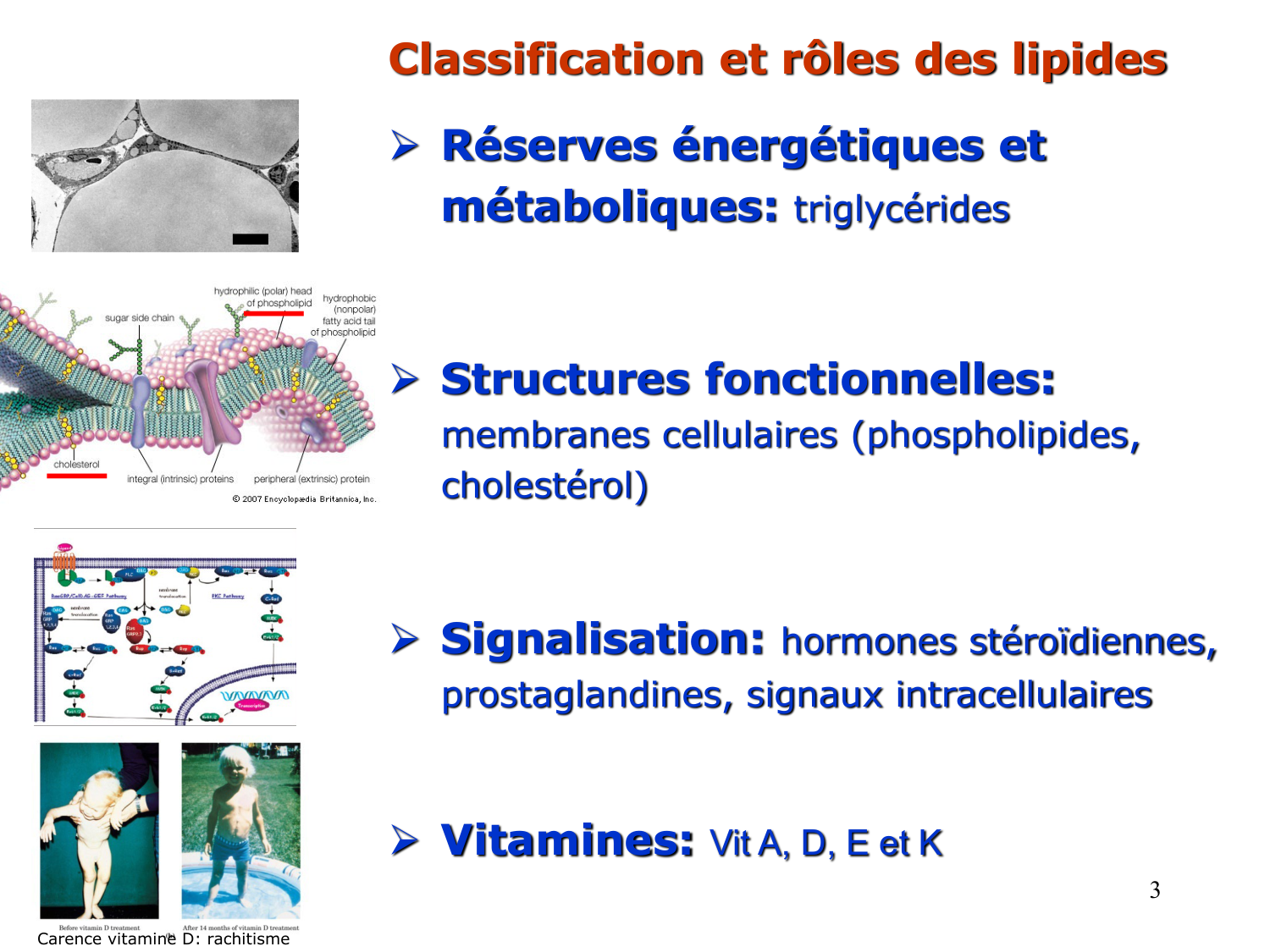 1. Introduction au métabolisme lipidique page 3