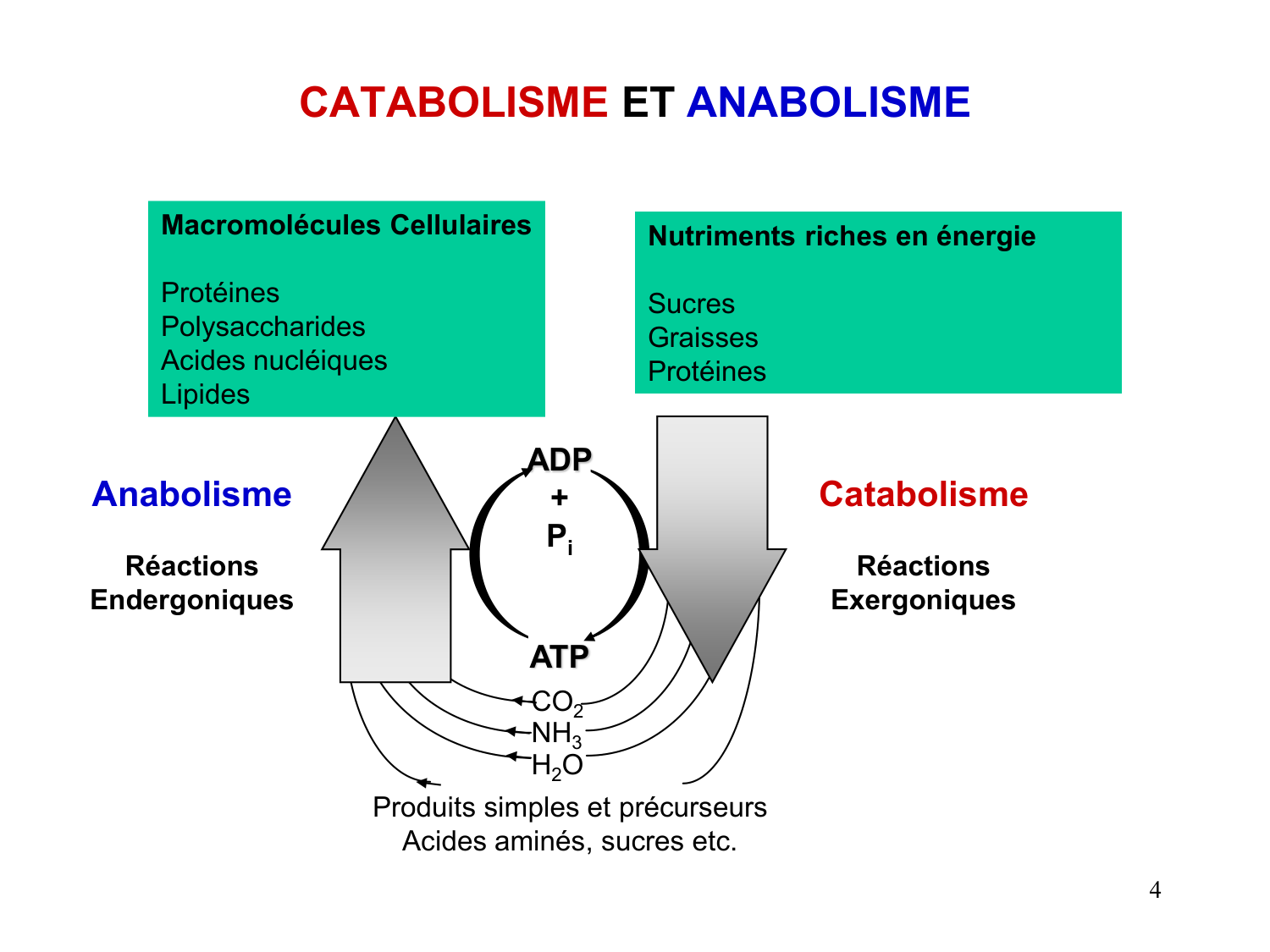 1. Introduction au métabolisme lipidique page 4