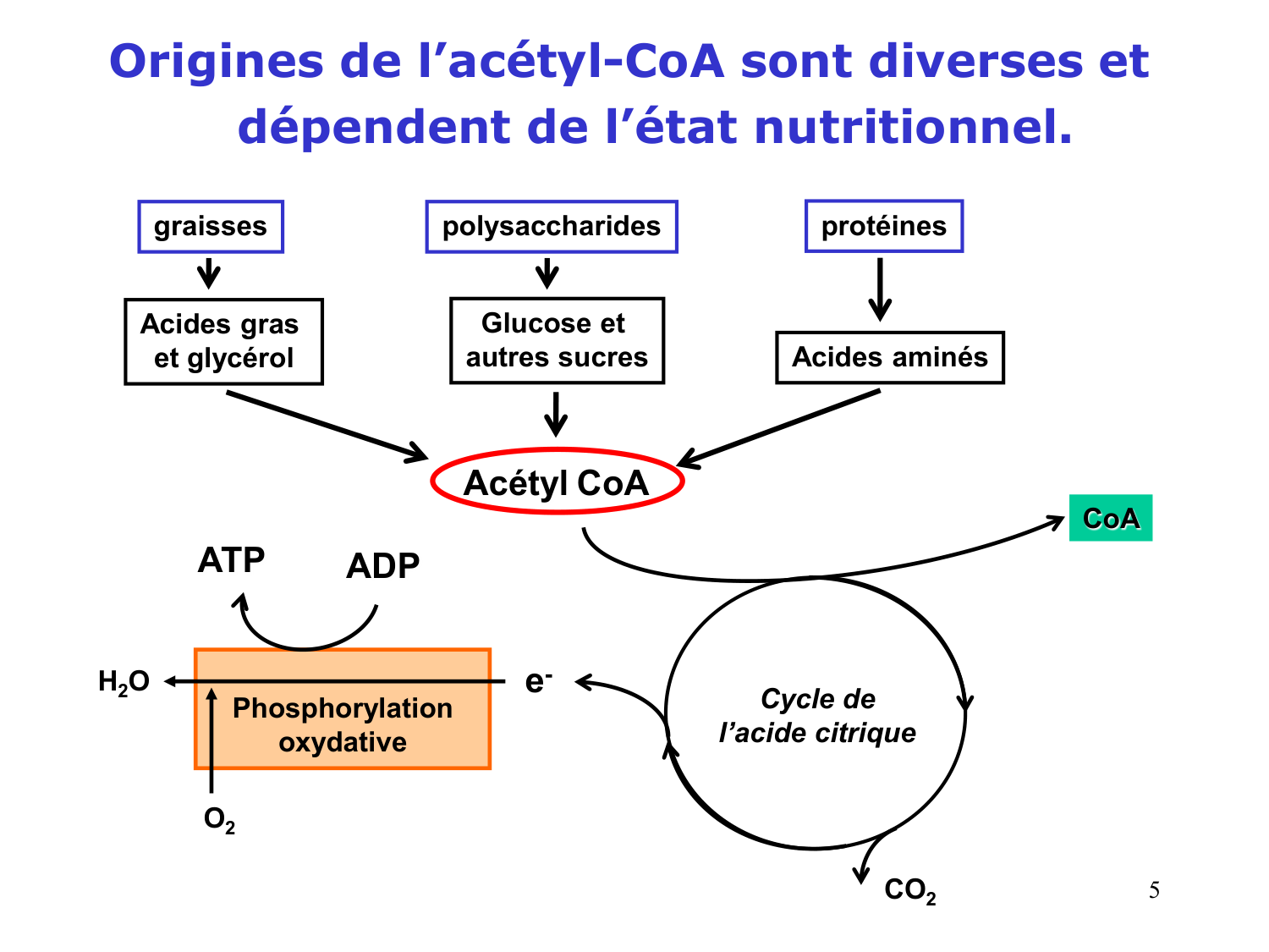 1. Introduction au métabolisme lipidique page 5