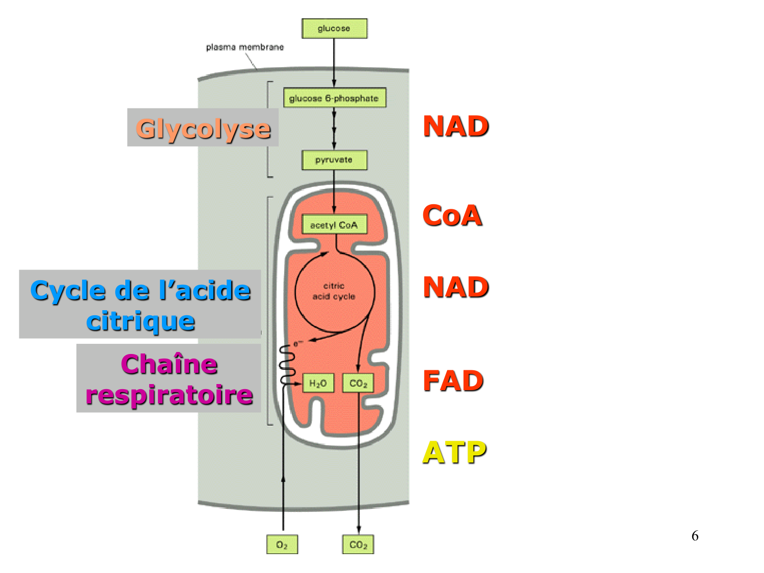 1. Introduction au métabolisme lipidique page 6