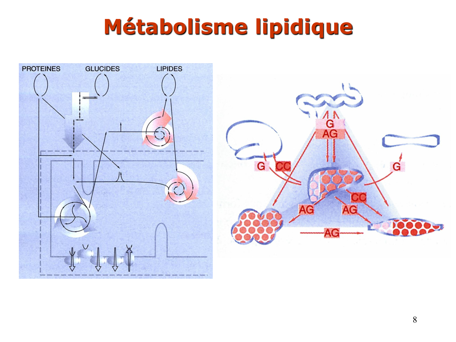 1. Introduction au métabolisme lipidique page 8