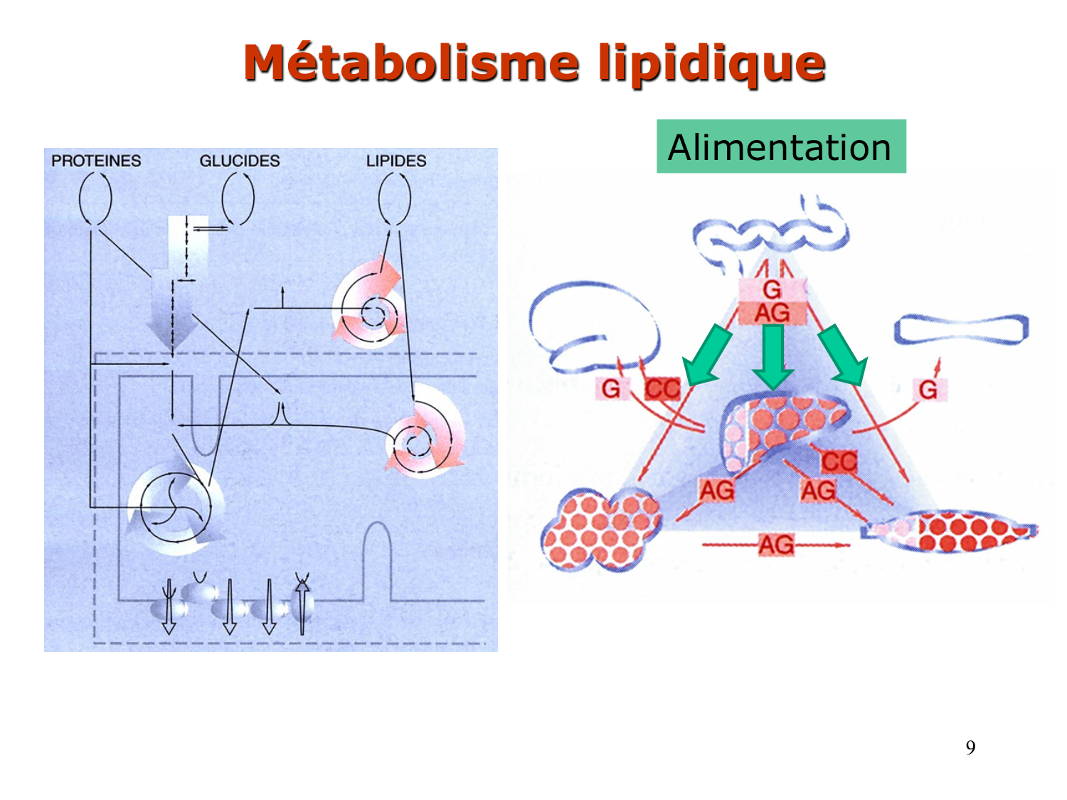 1. Introduction au métabolisme lipidique page 9